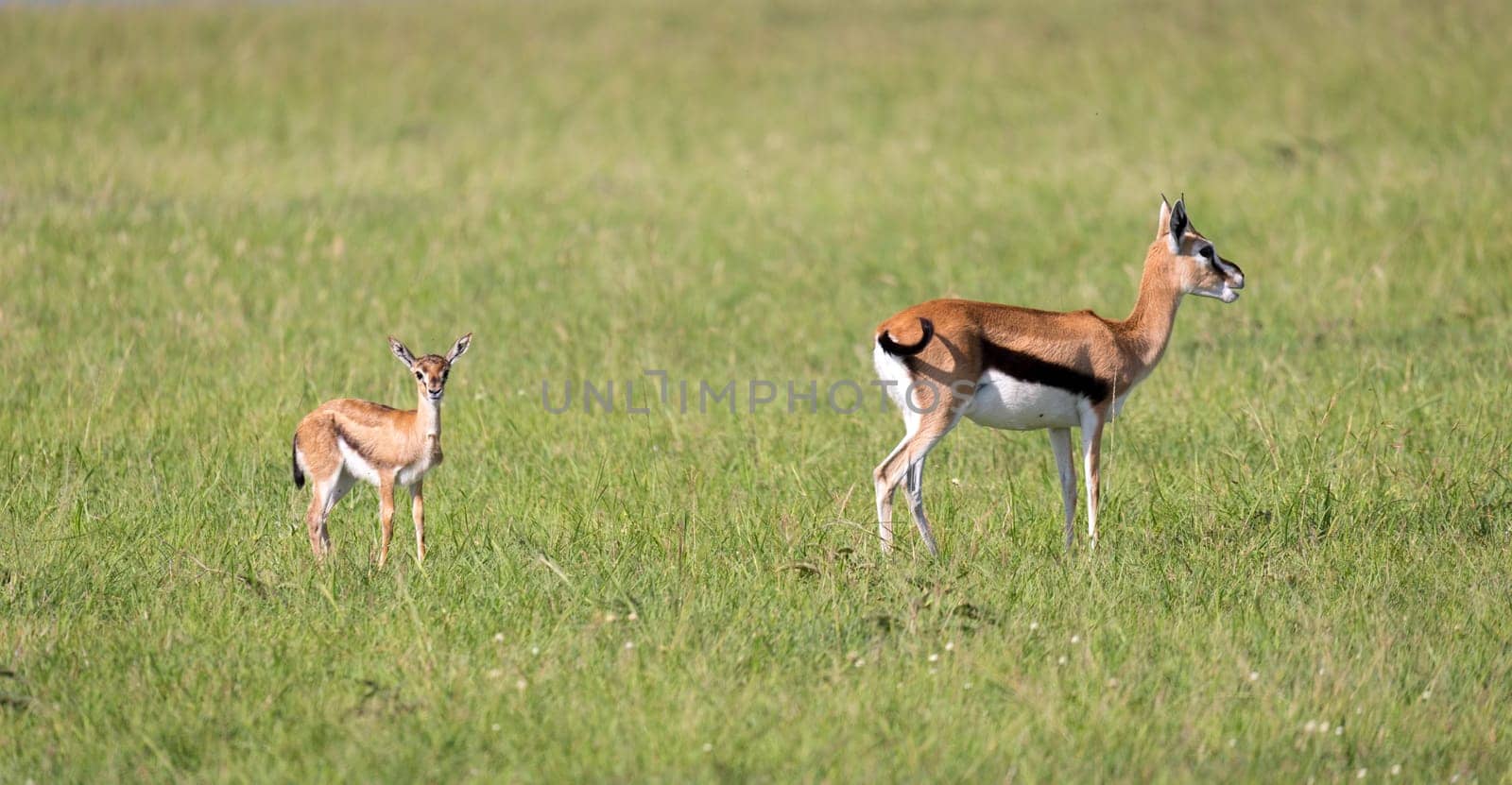 The family of Thomson gazelles in the savannah of Kenya