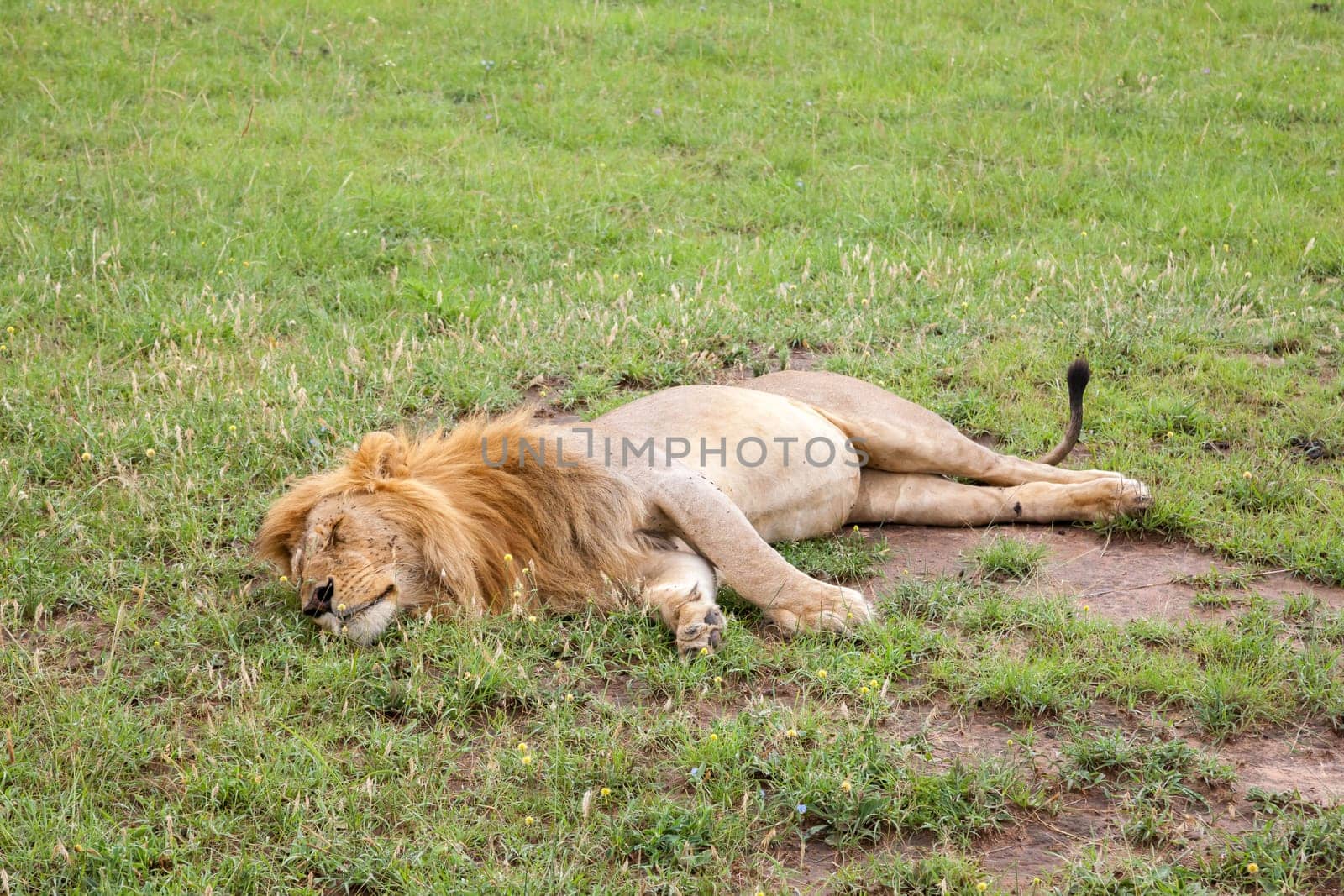 A big lion resting in the grass in the meadow