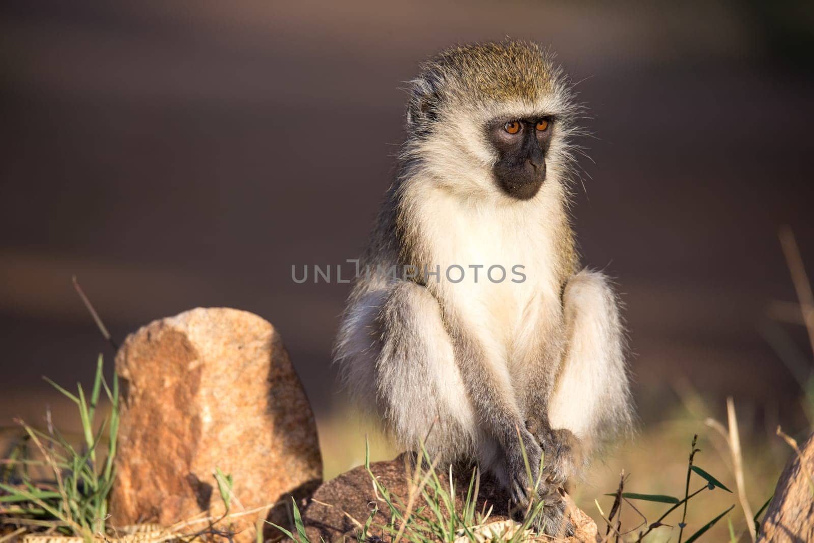 The monkey sits and looks around
