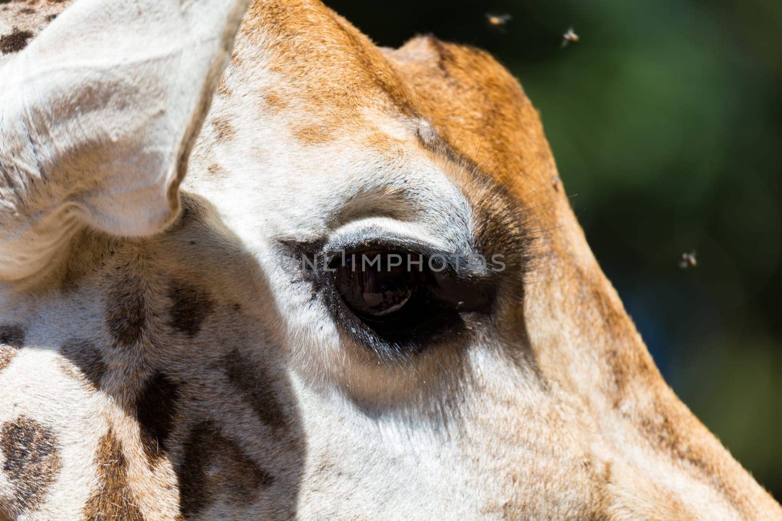 A close-up of one giraffe's head
