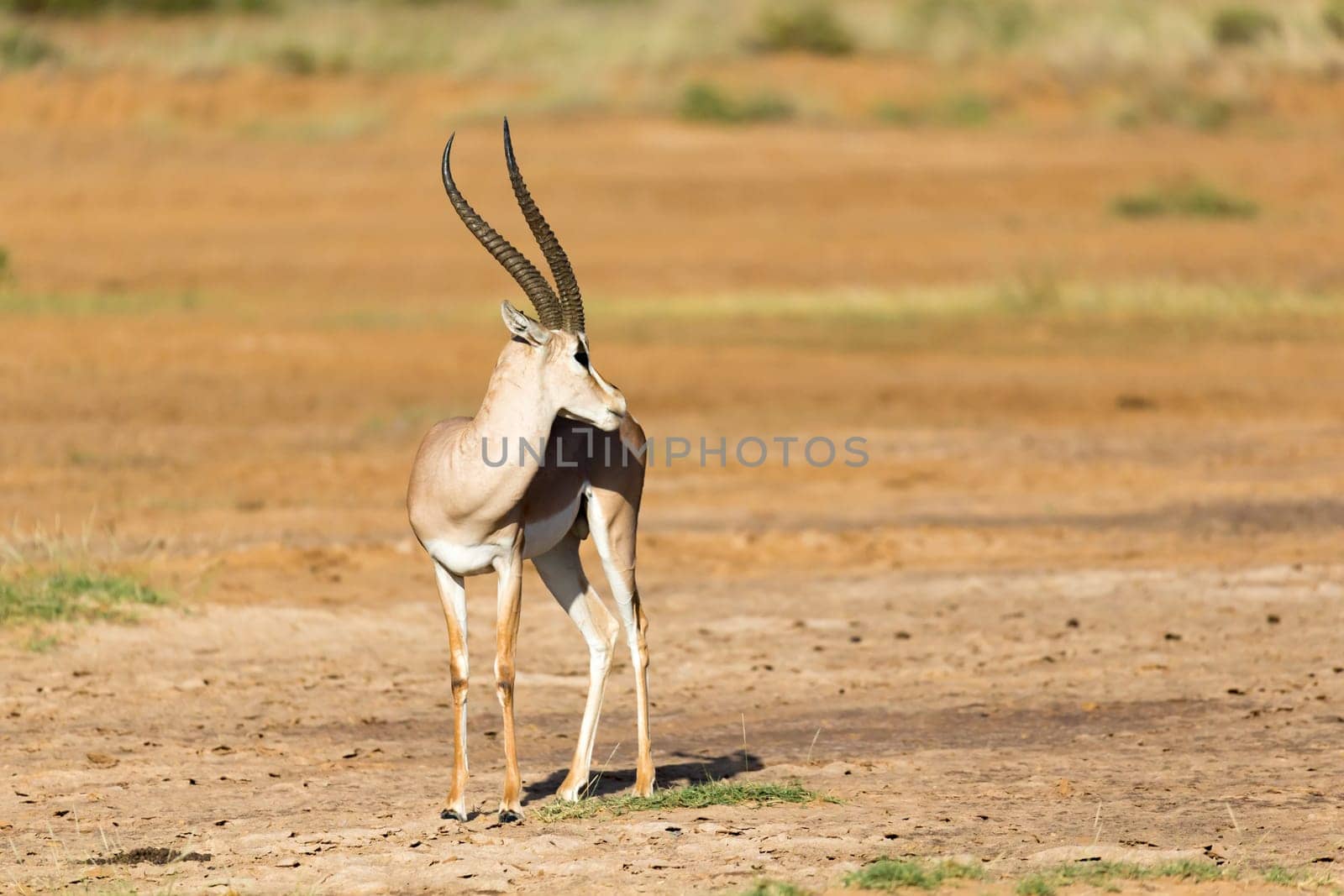 One Grant Gazelle stands in the middle of the grassy landscape of Kenya
