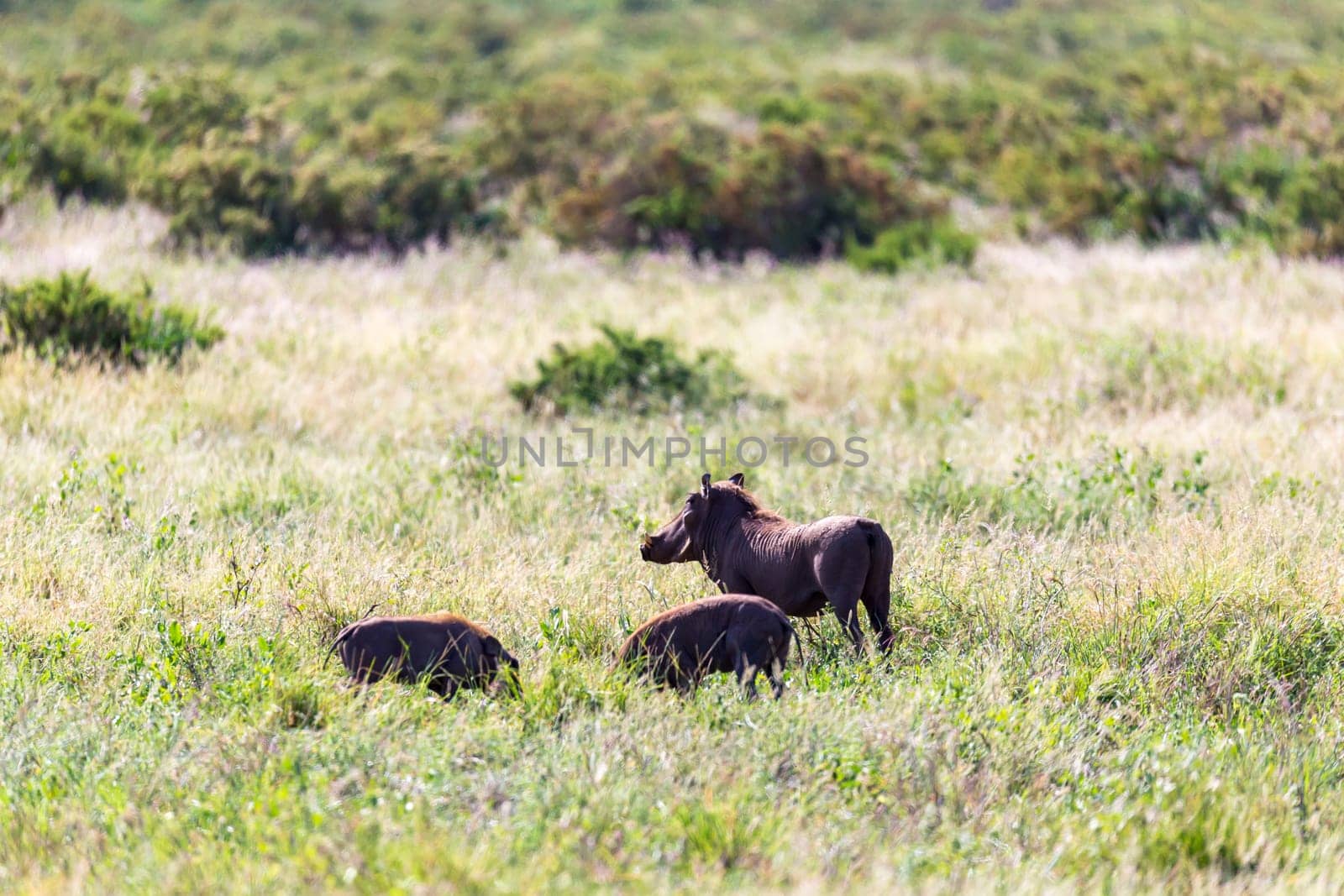 The family of warthogs in the grass of the Kenyan savannah