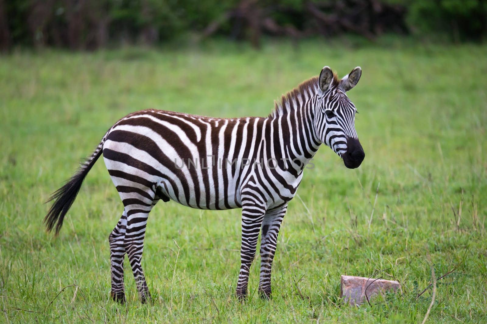 Some Zebras in the middle of the savannah of Kenya