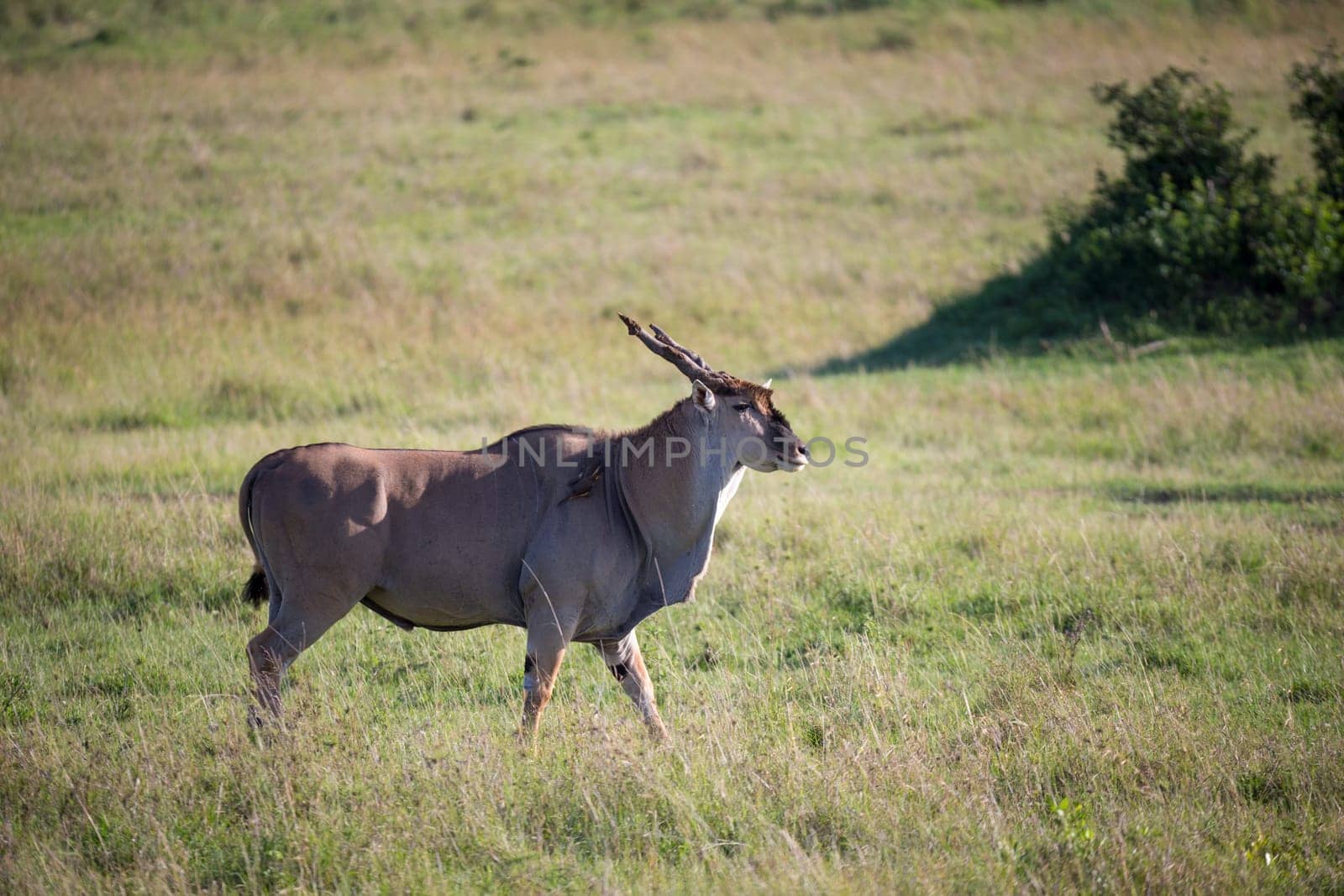 The Eland, the largest antelope, in a meadow in the Kenyan savanna
