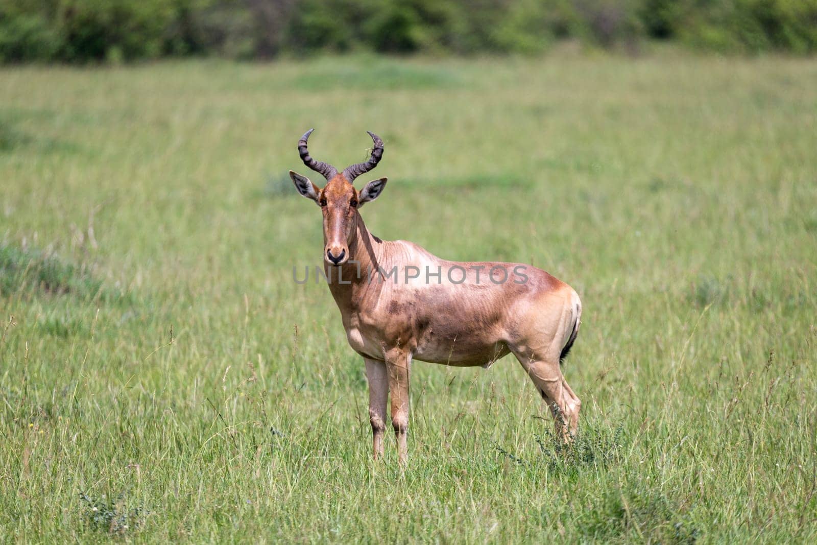 The hartebeest in the savannah of Kenya
