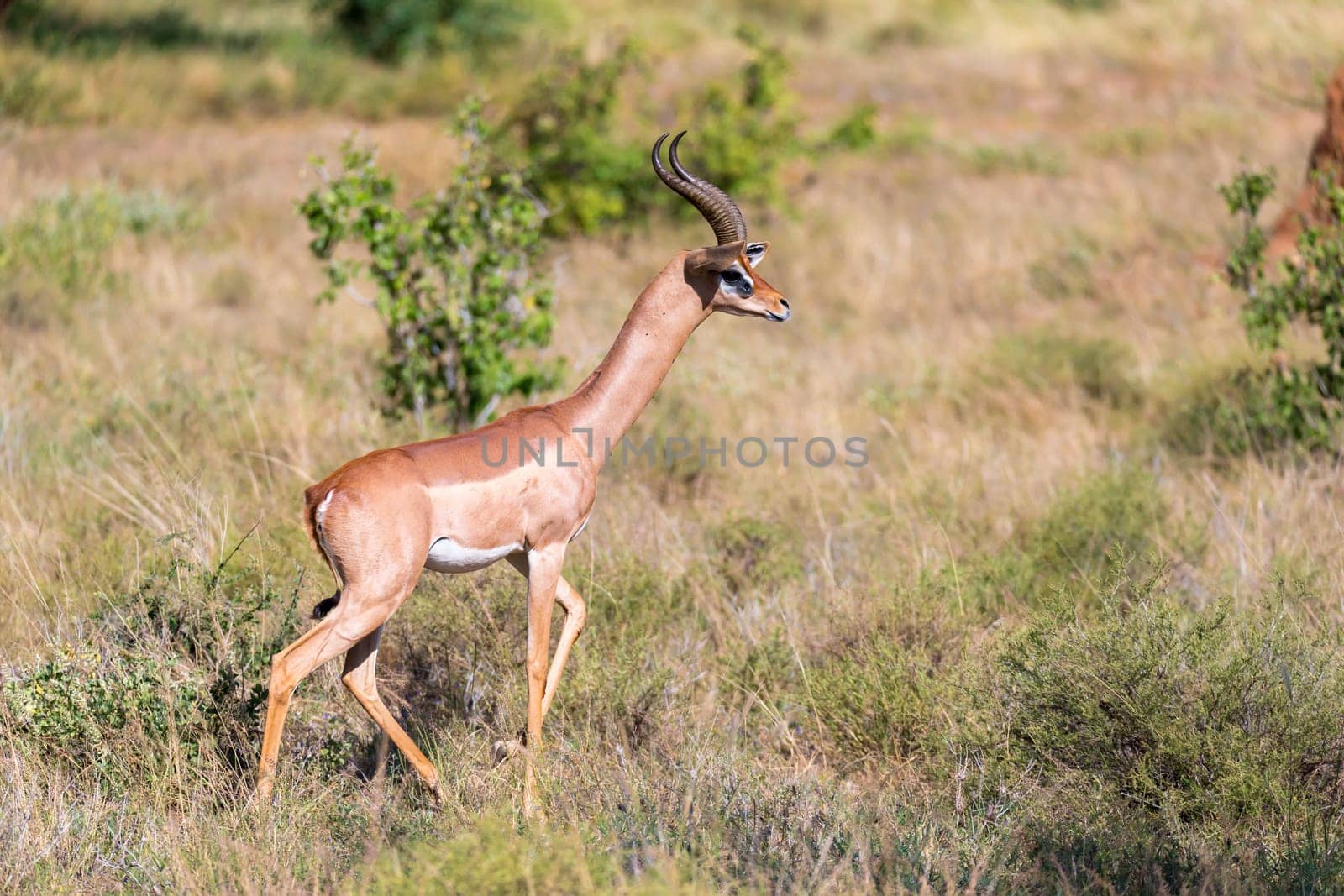 An antelope in the middle of the savannah of Kenya