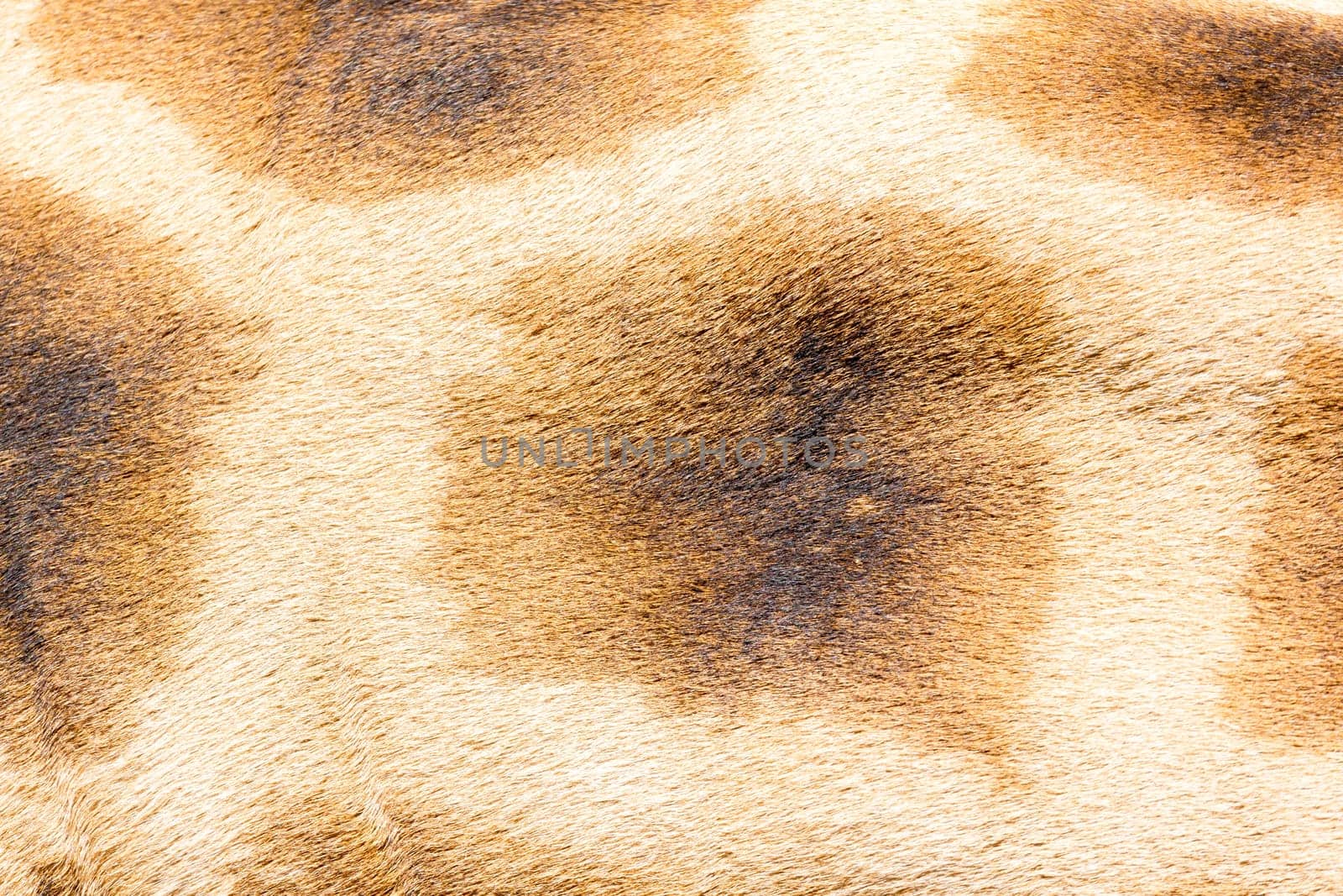 A fur of a giraffe in close-up