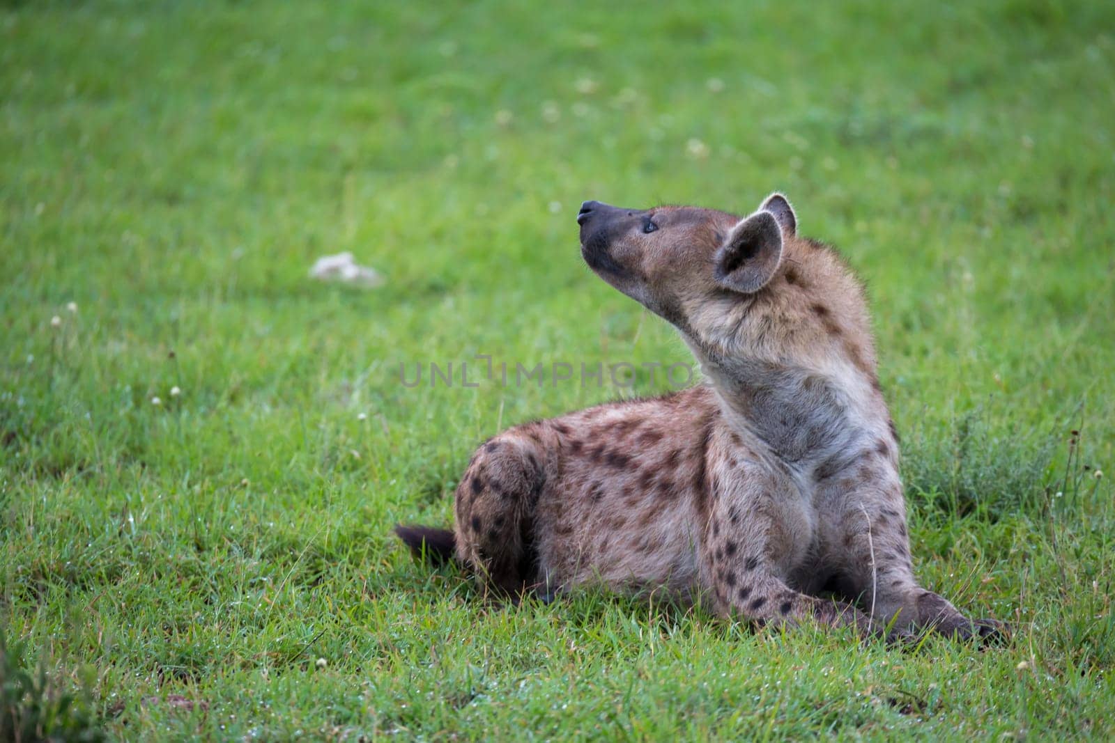 The hyena is lying in the grass in the savannah in Kenya