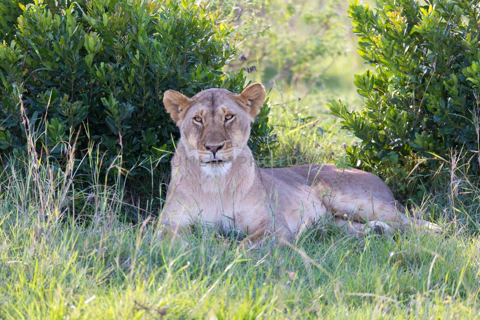 One lioness has made herself comfortable in the grass and is resting