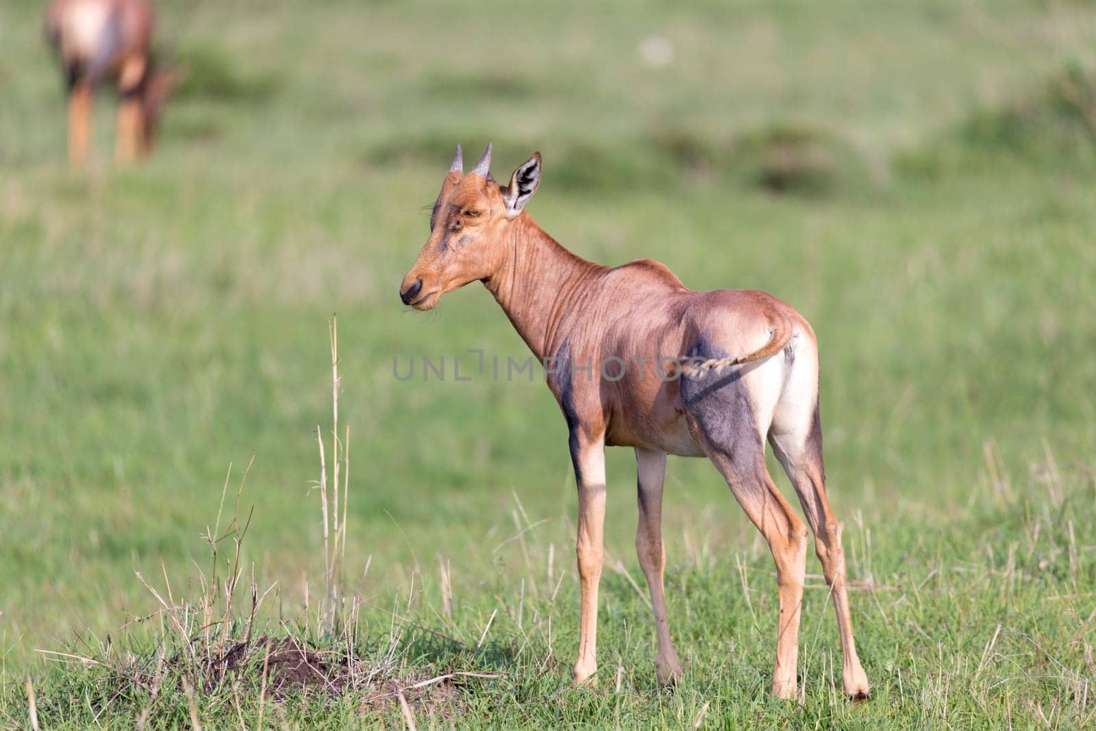 The Topi antelope in the Kenyan savanna in the middle of the grass landscape