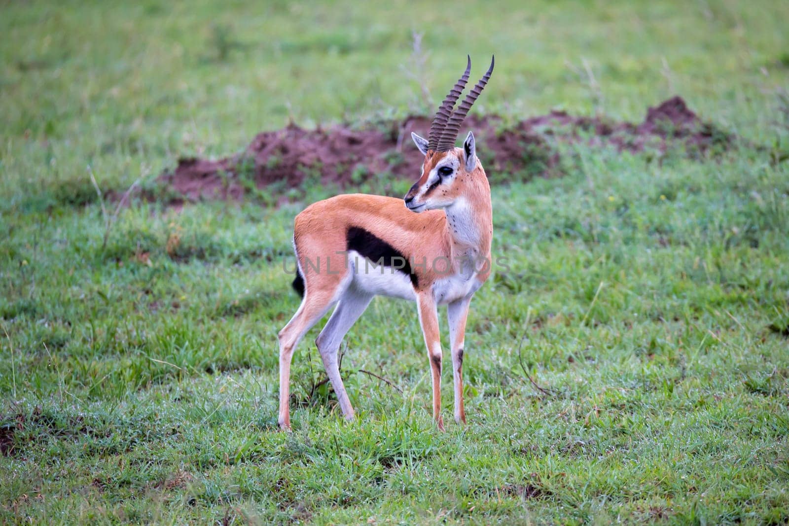 A Thomson's Gazelle in the grass landscape of the savannah in Kenya