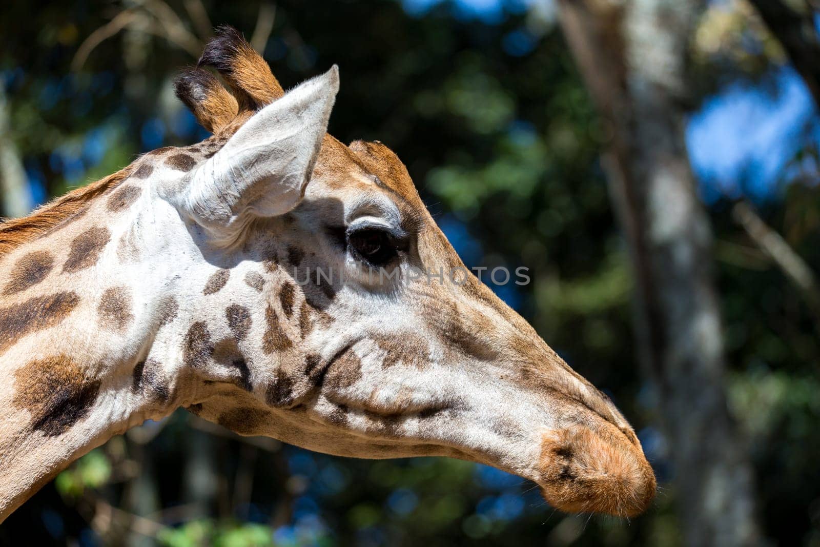 A close-up of one giraffe's head