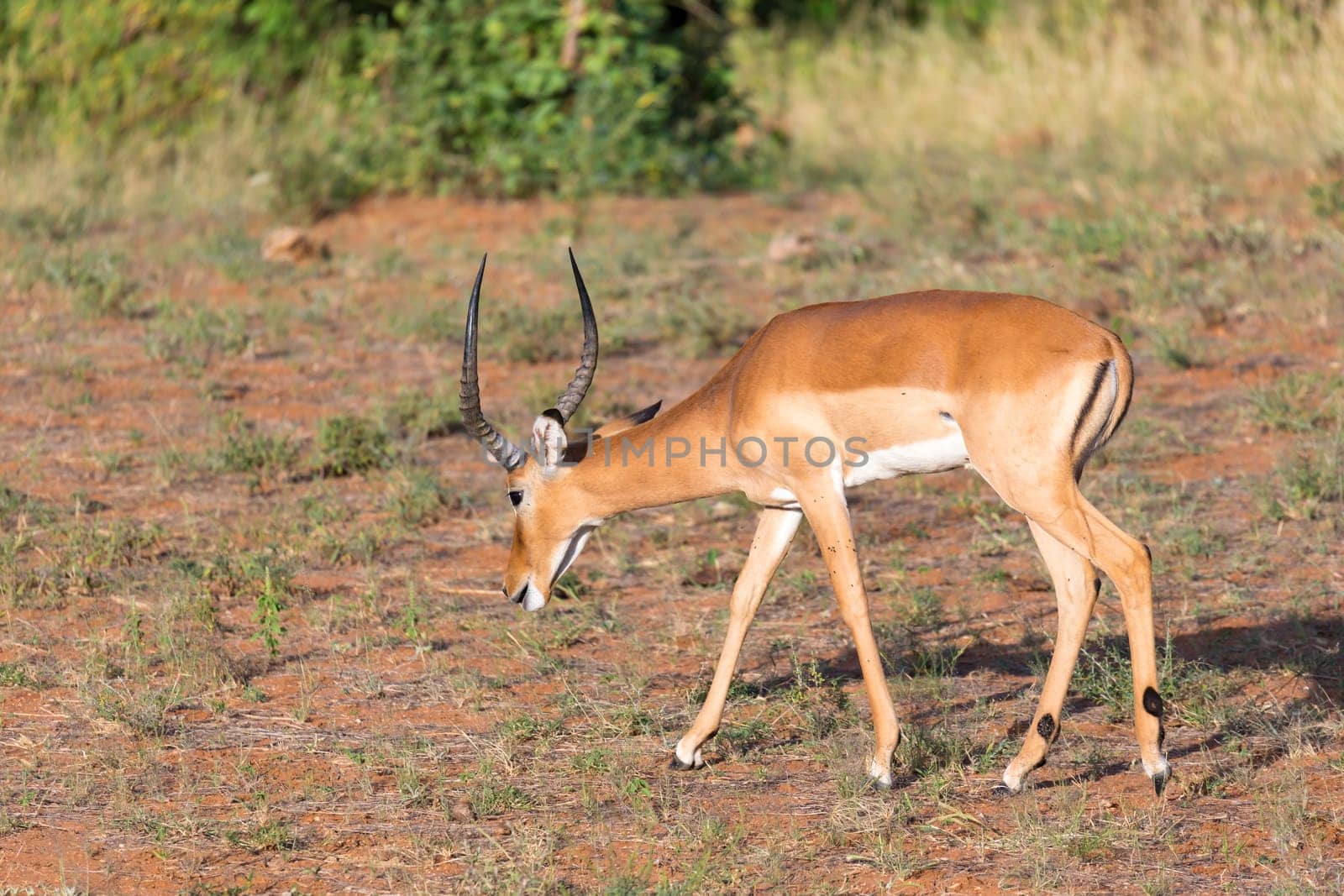 An antelope in the middle of the savannah of Kenya