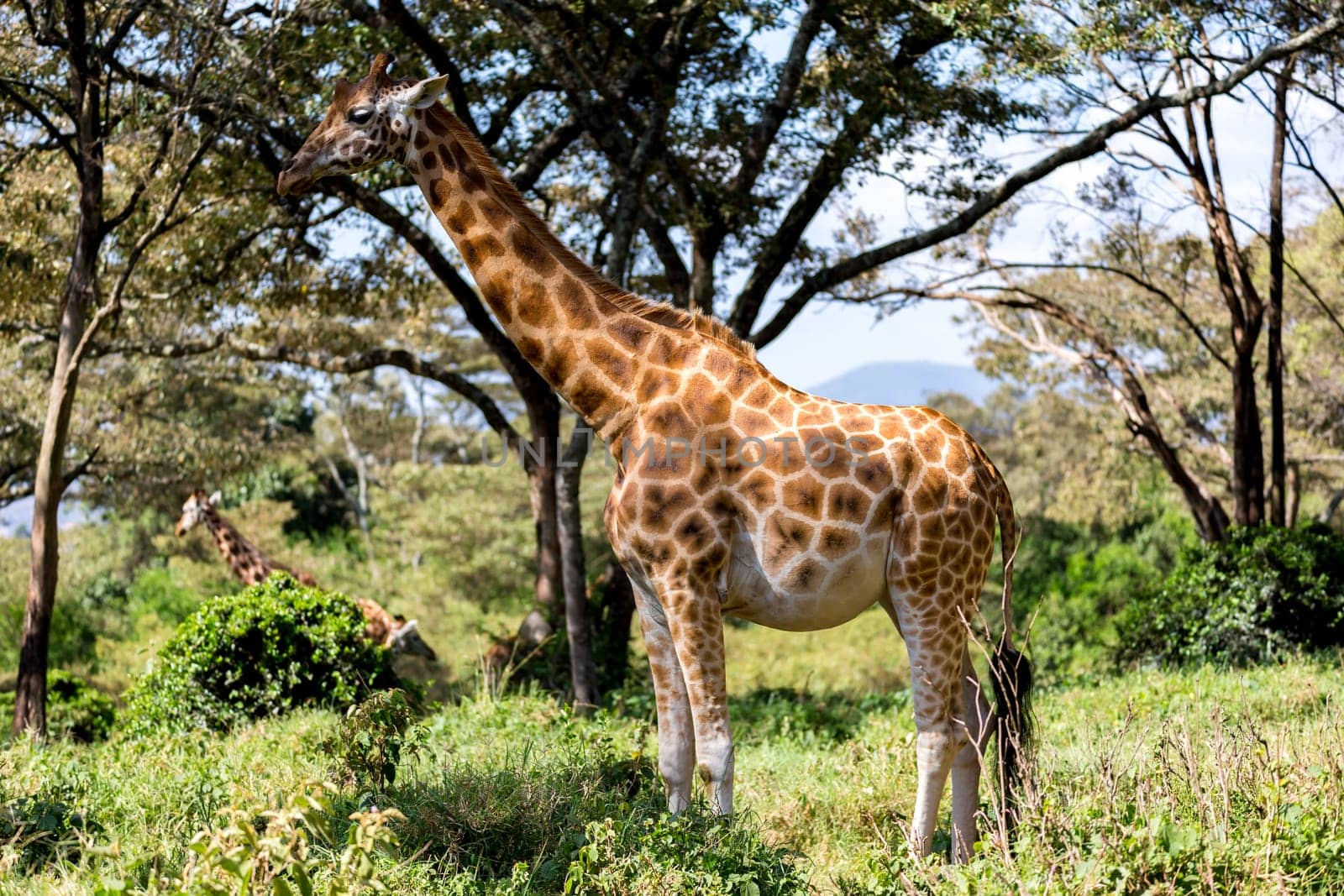 Some giraffes between the acacia trees in the savannah of Kenya