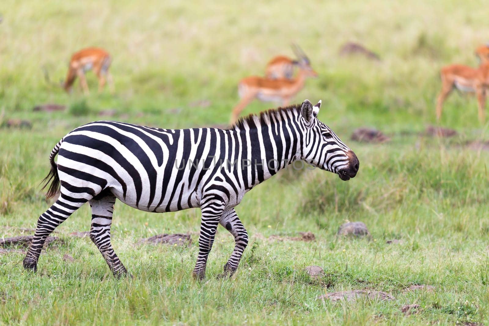 The Zebra family grazes in the savanna in close proximity to other animals