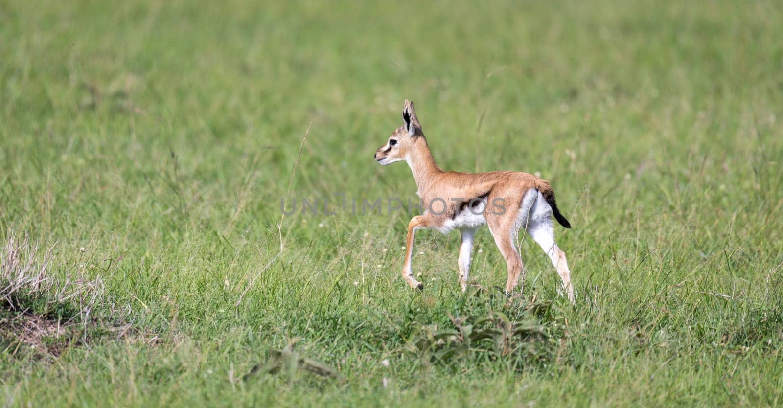 One very young Thomson Gazelle in the Kenyan grass landscape