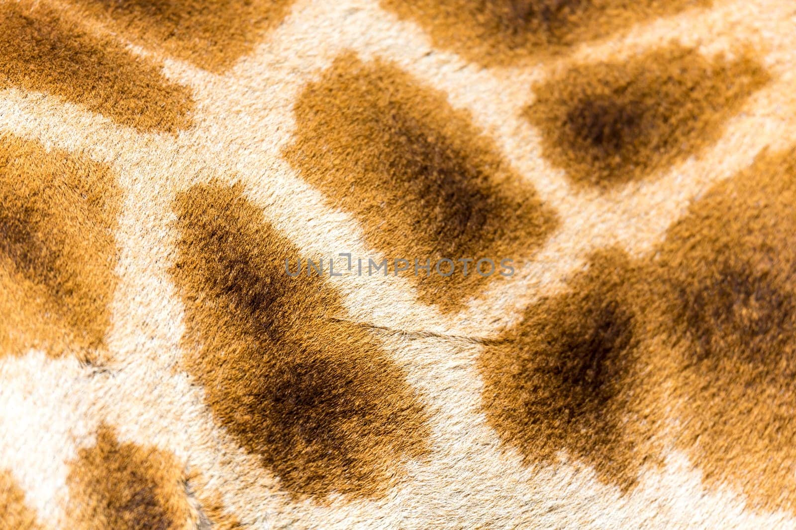 A fur of a giraffe in close-up