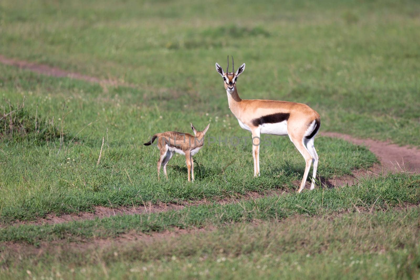 One Thomson's gazelle with her offspring in the savanna