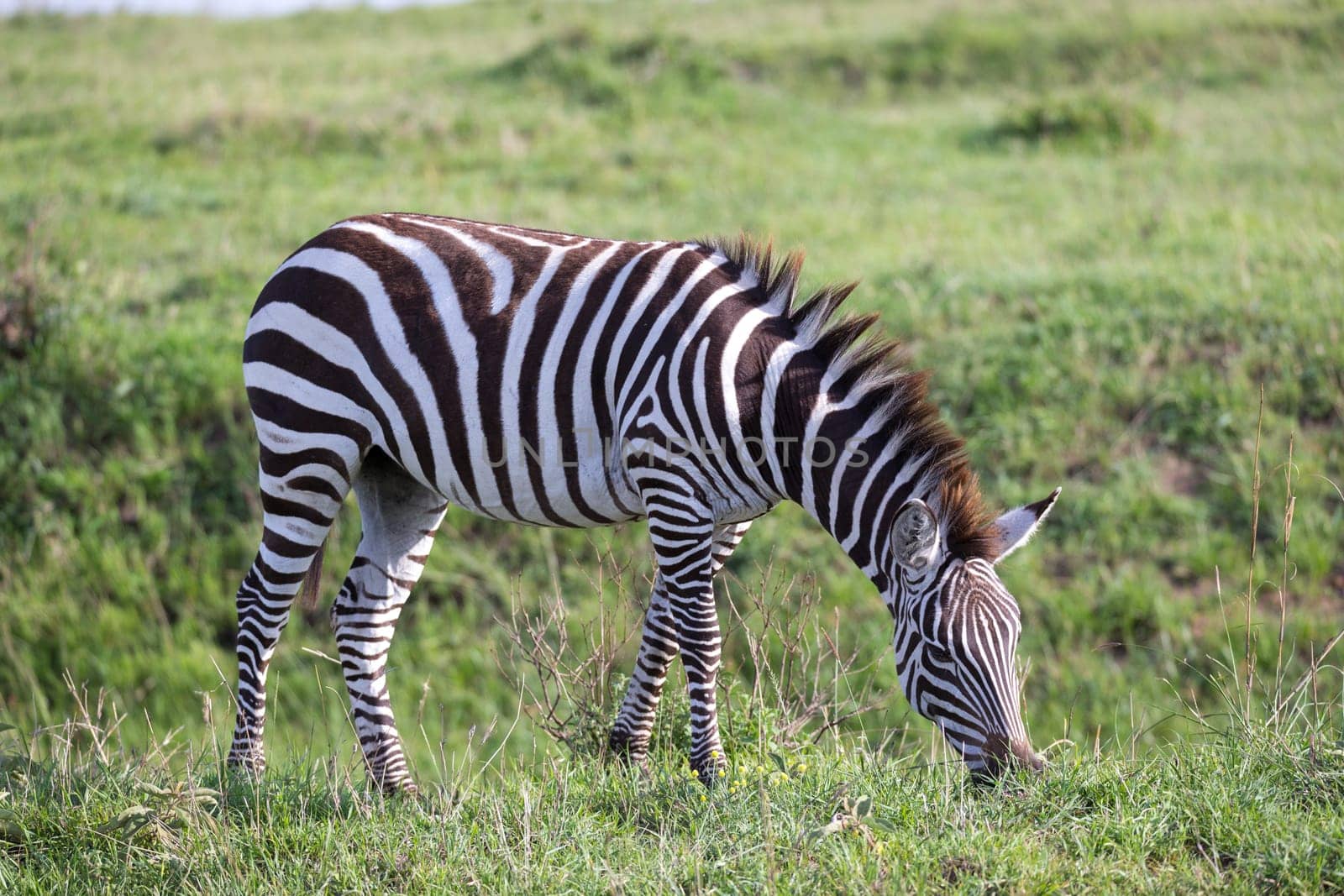 One zebra in the green landscape of a national park in Kenya..