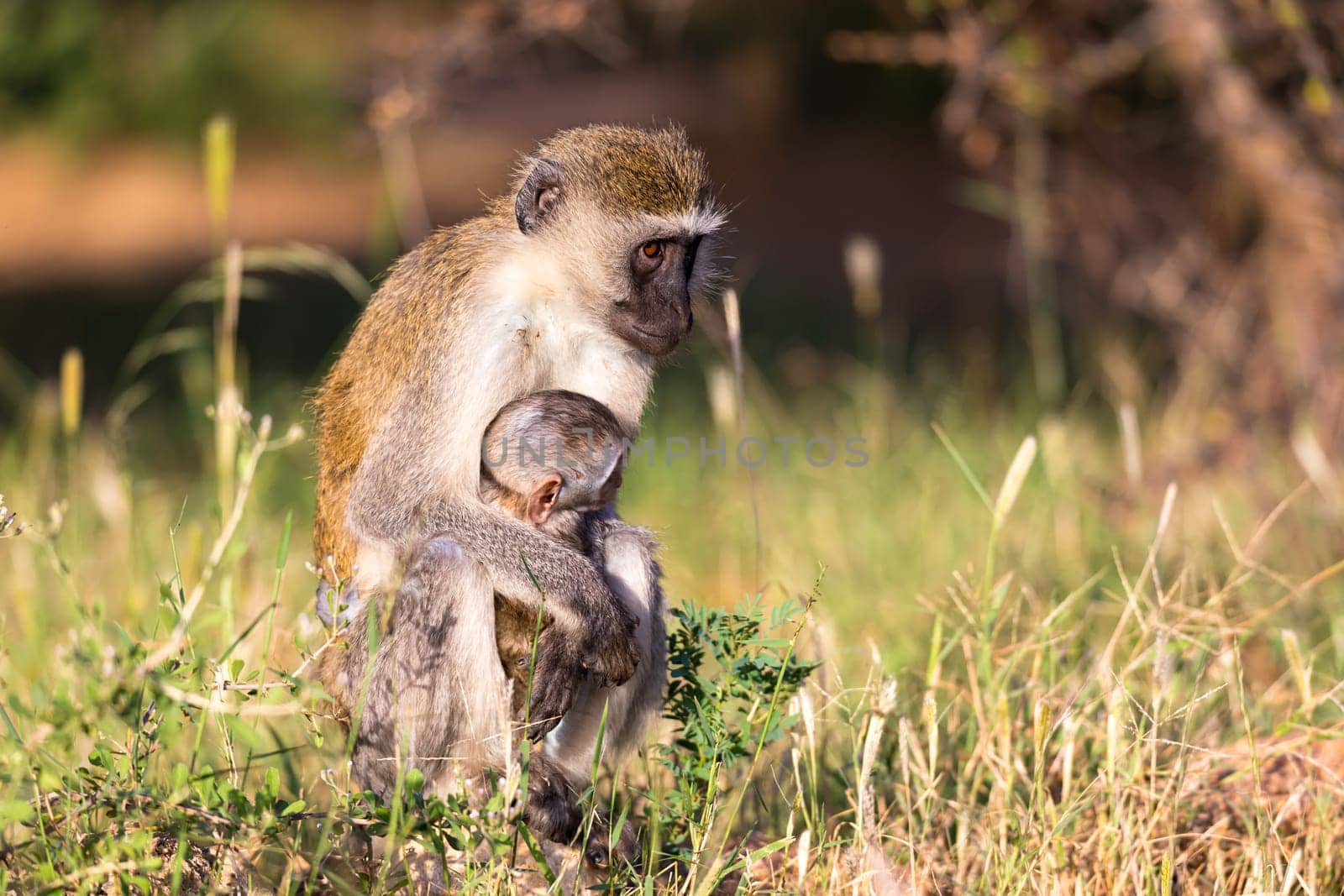 One mother monkey sits with a baby in her arms