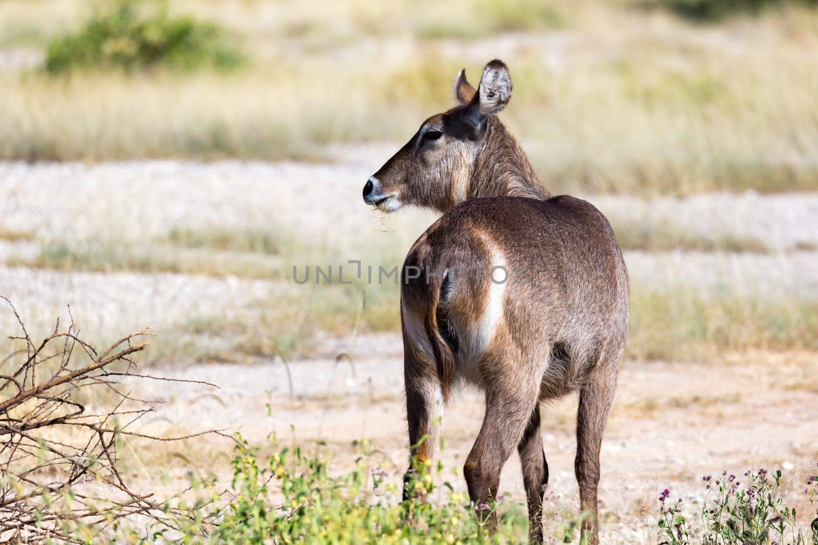 The waterbuck is looking for something in the savannah