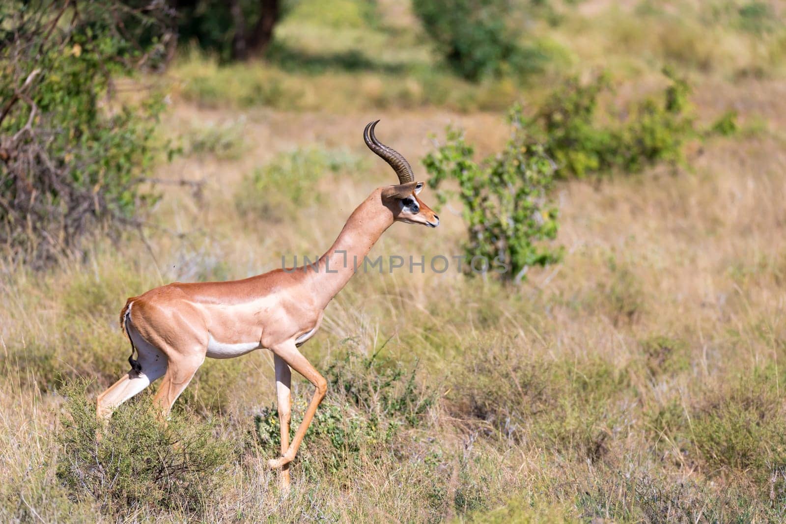 The Gerenuk walks in the grass through the savannah