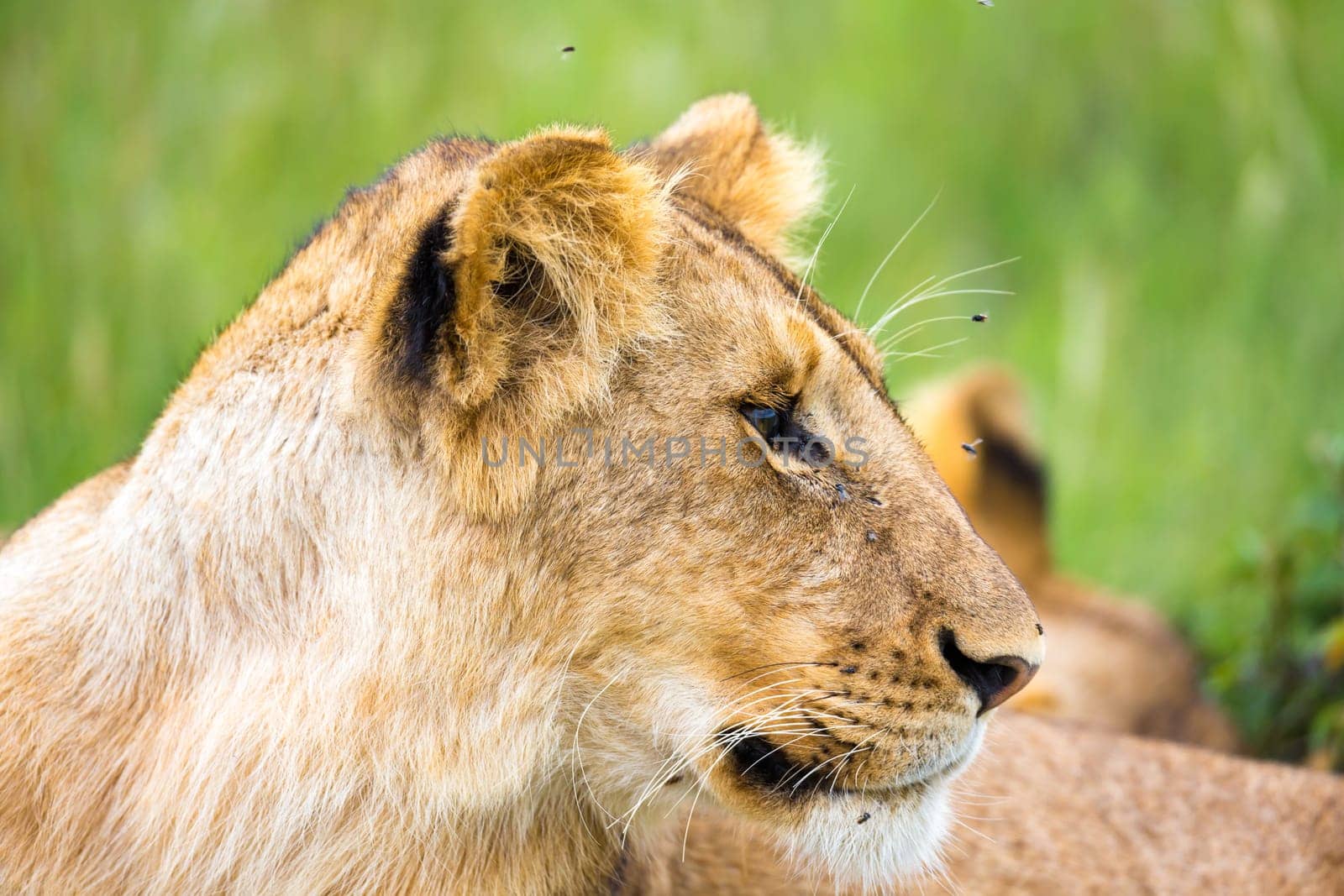 One young lion in close-up, the face of a nearly sleeping lion
