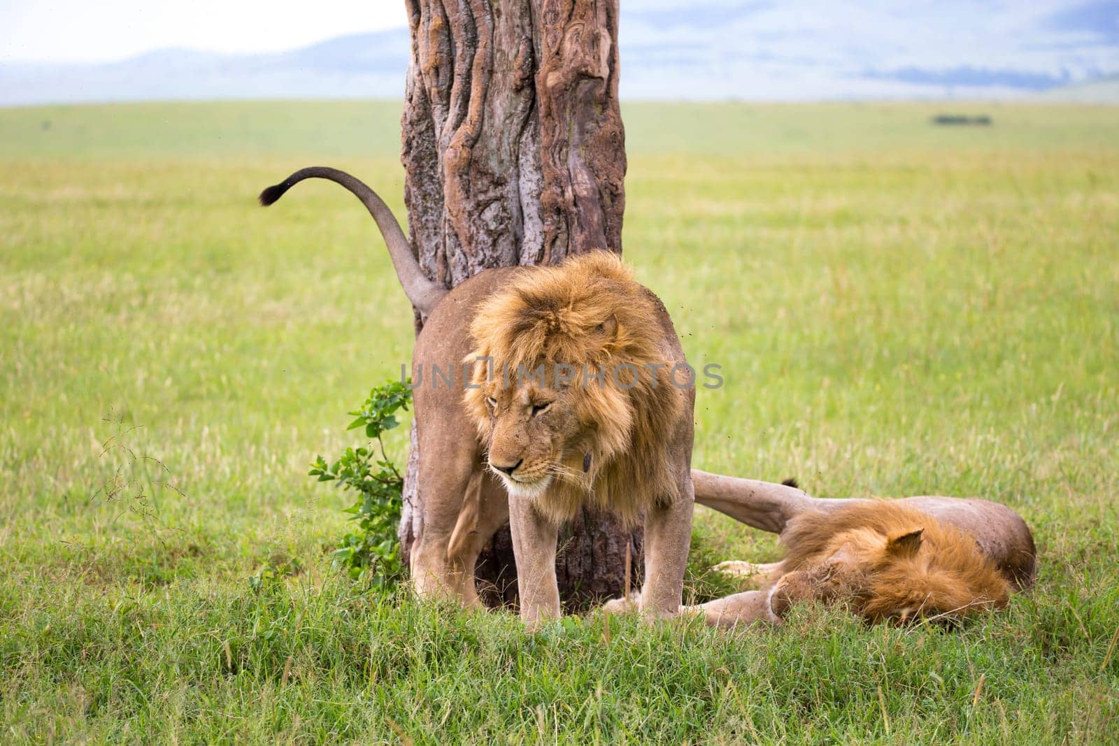 Some big lions show their emotions to each other in the savanna of Kenya
