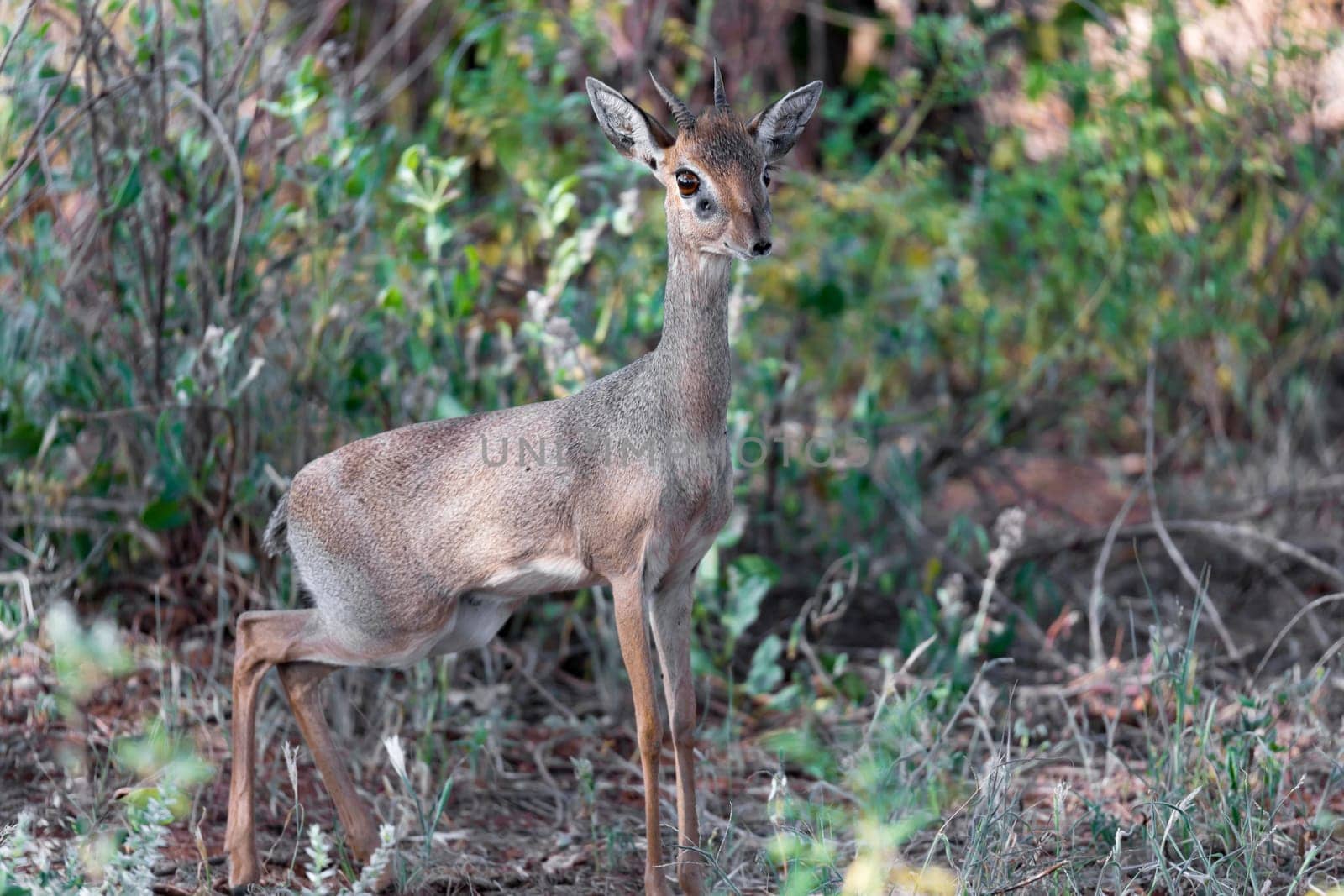 An antelope in the middle of the savannah of Kenya