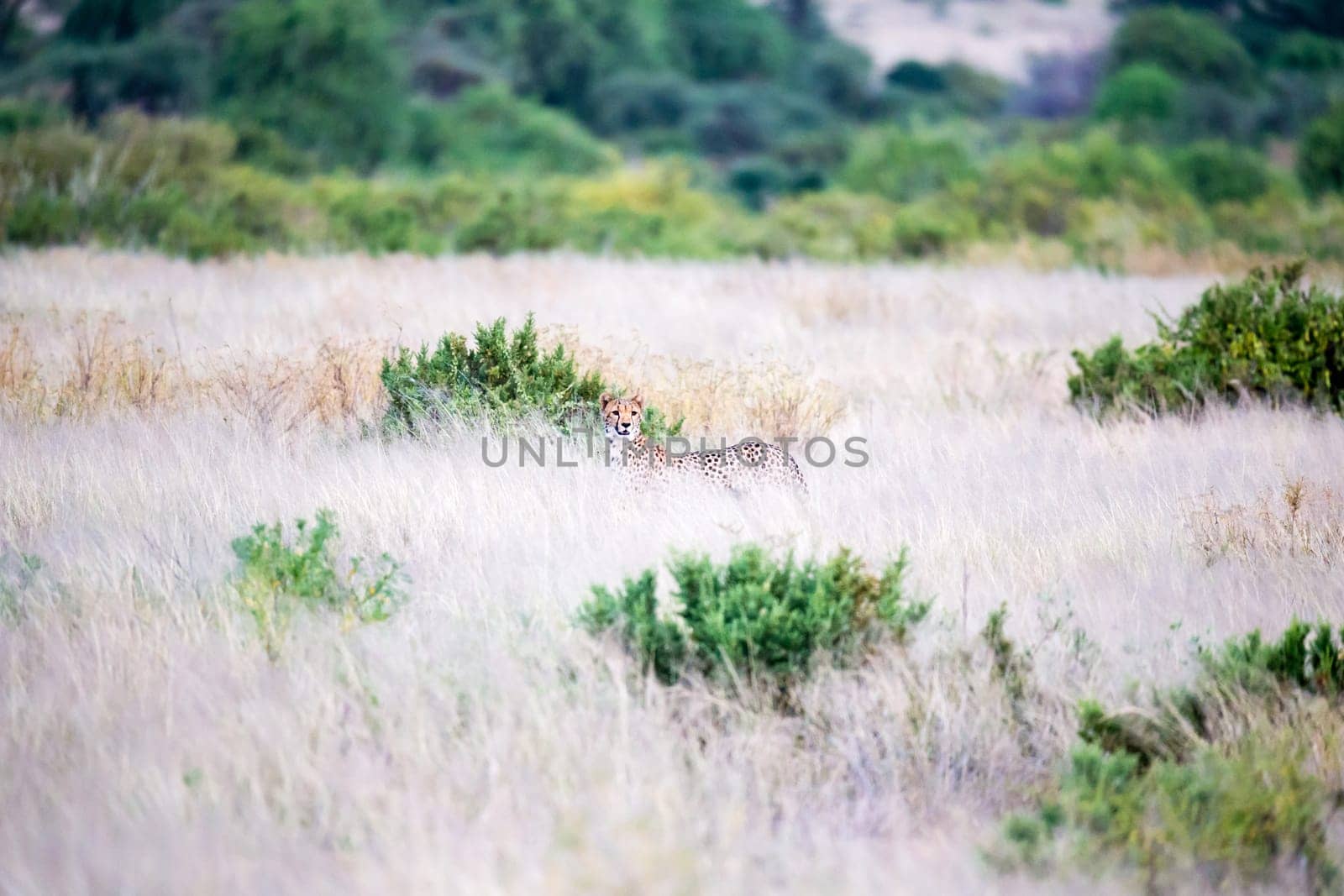 The cheetahs are running in the savannah in the tall grass