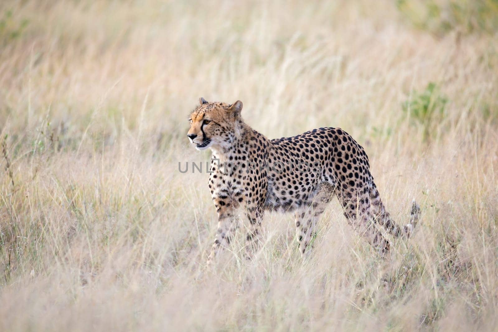 The cheetah walks in the high grass of the savannah looking for something to eat