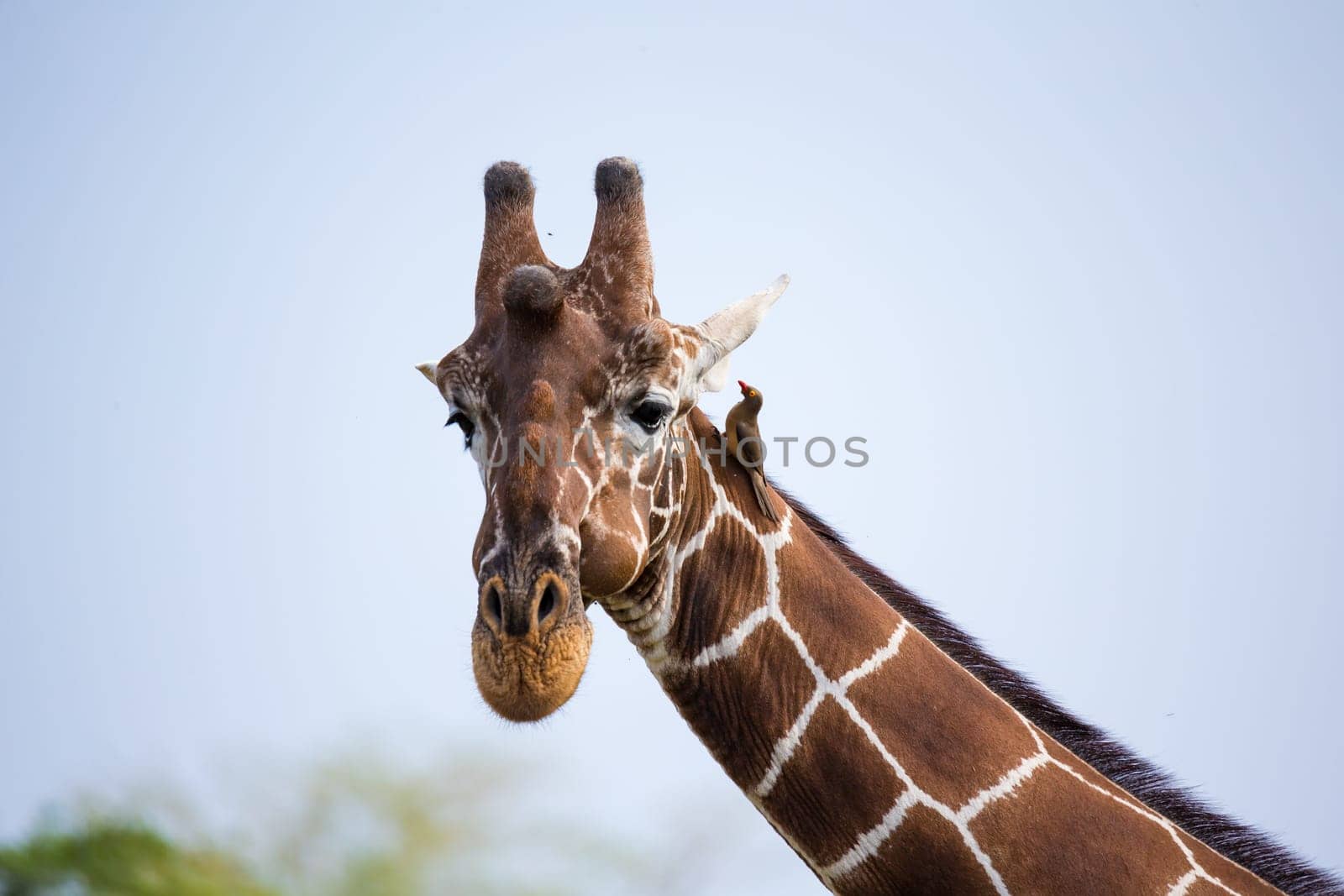 A face of a giraffe in close-up