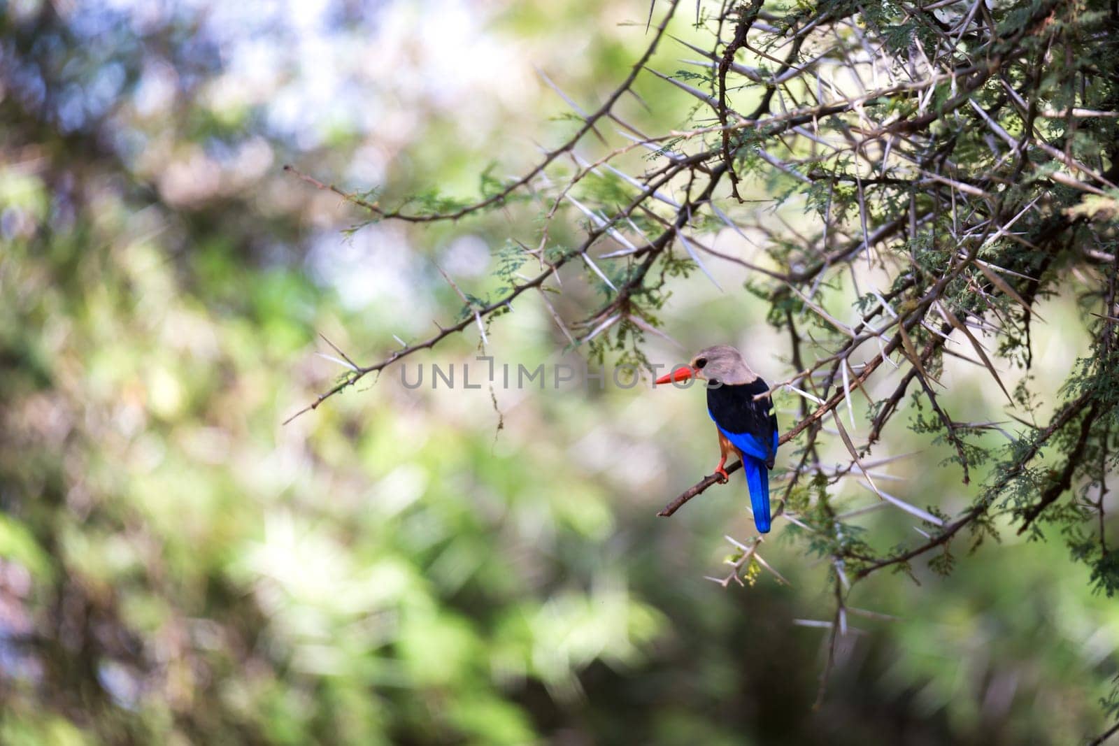 Very colorul native birds sit on branches