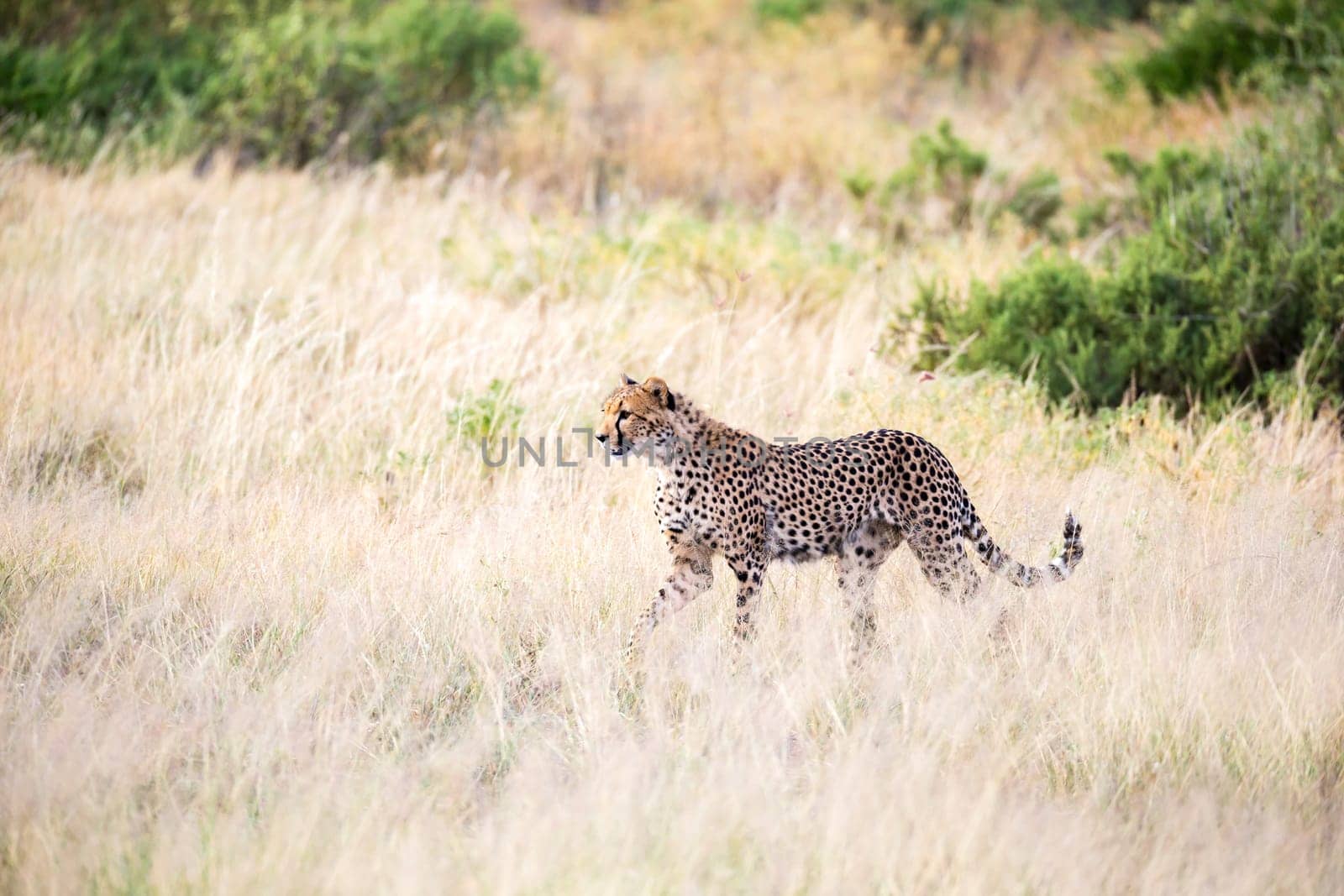 The cheetah walks in the high grass of the savannah looking for something to eat