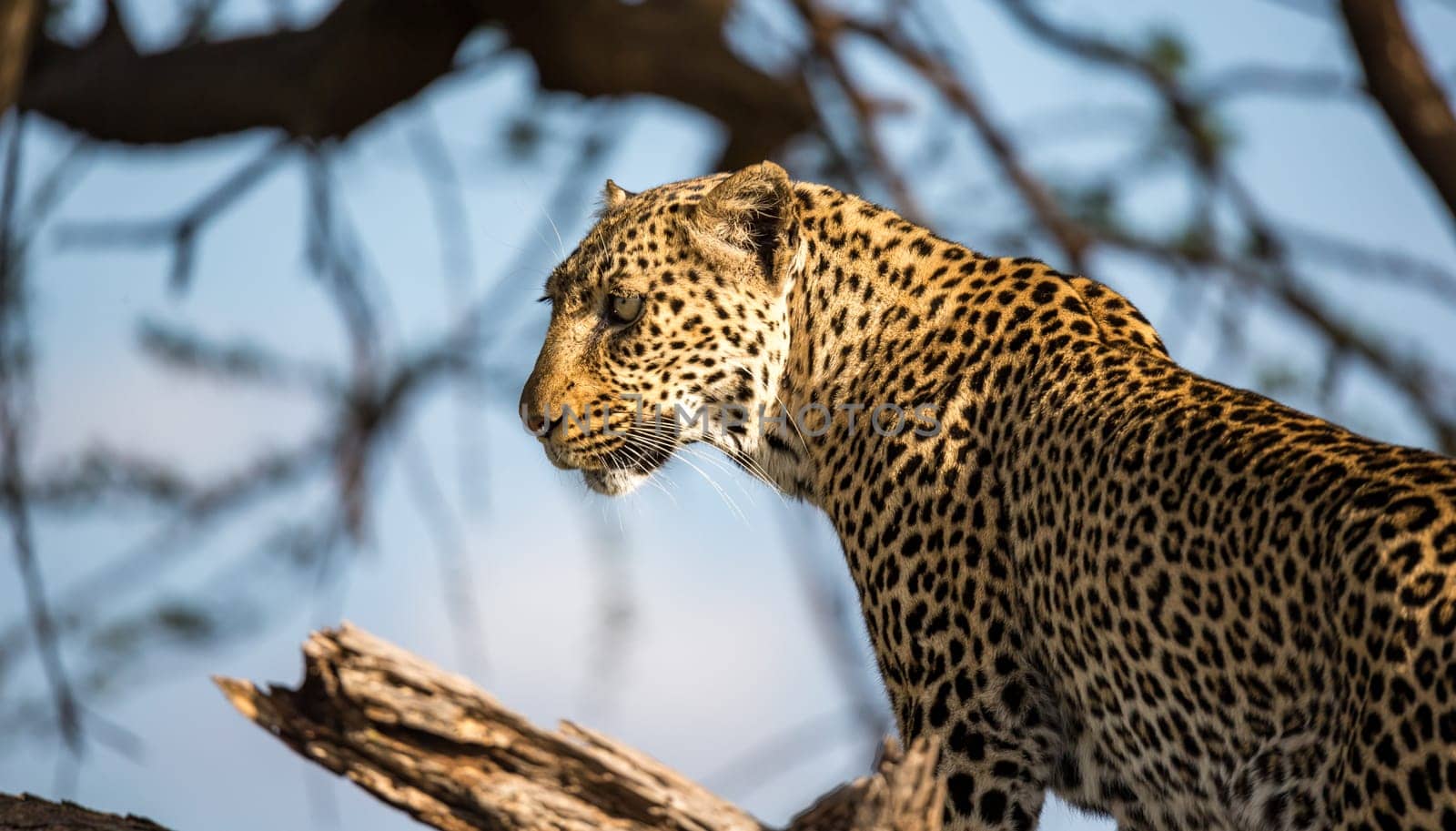 A face of a very beautiful leopard