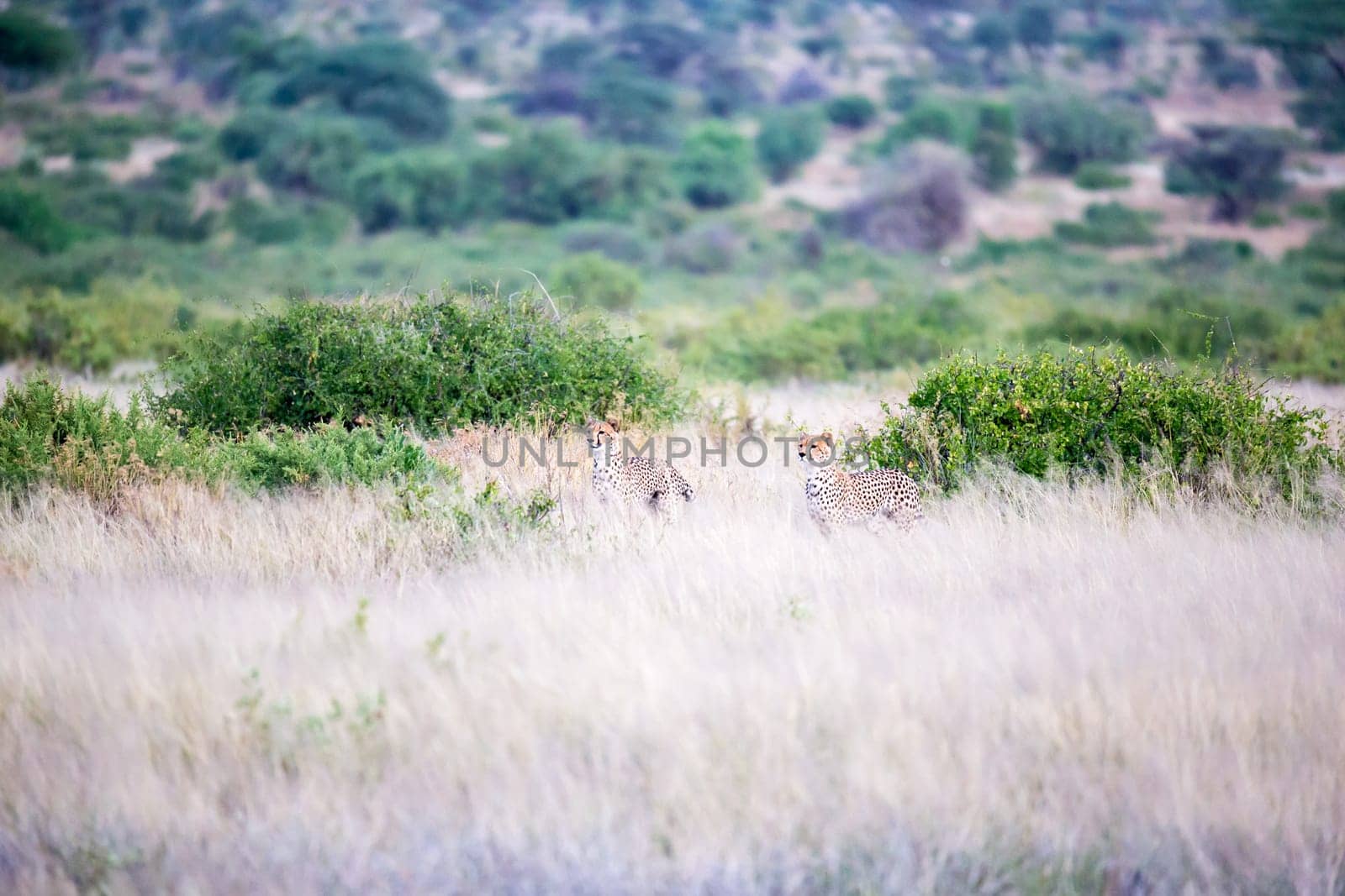 The cheetahs are running in the savannah in the tall grass