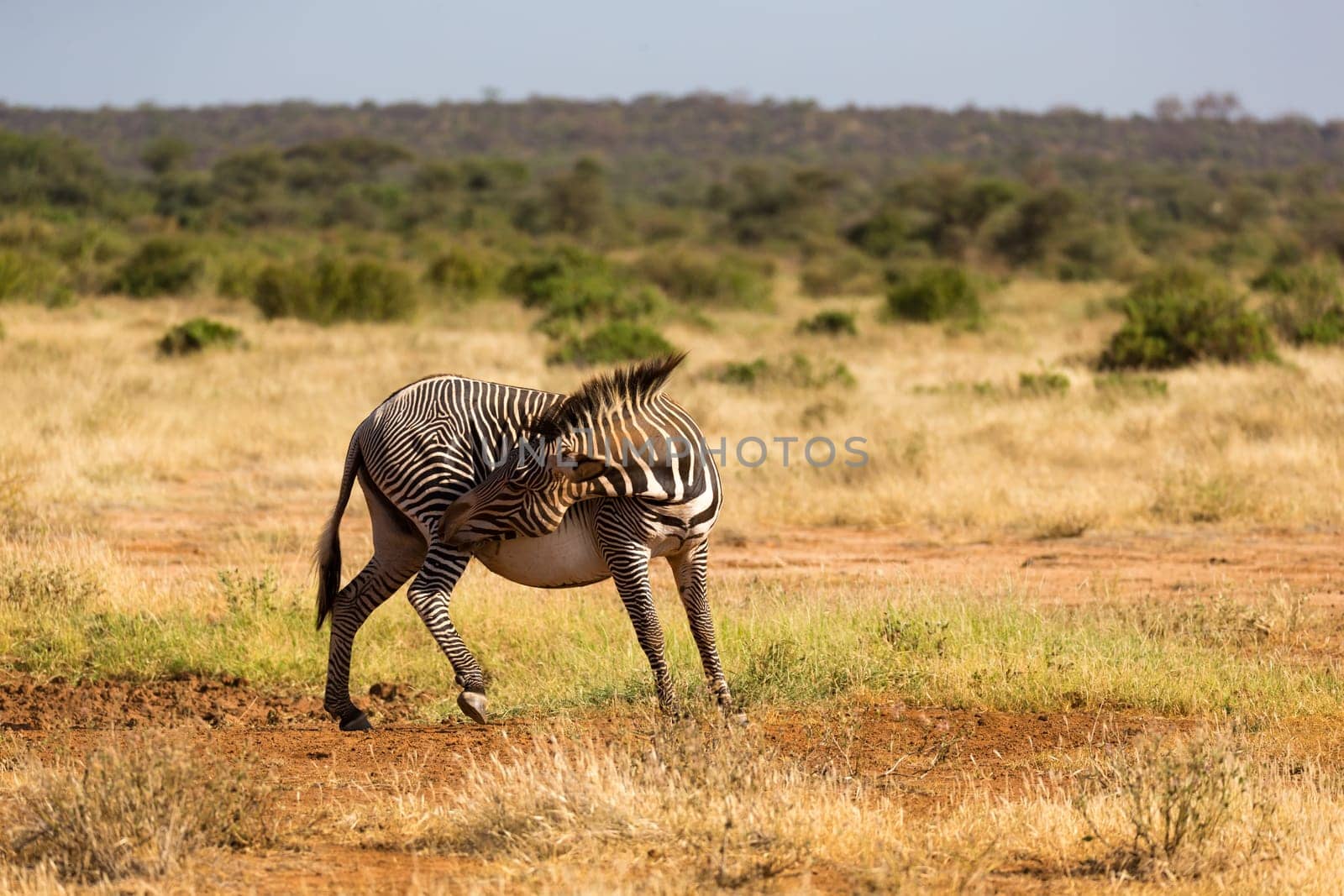 A Grevy zebras are grazing in the countryside of Samburu in Kenya