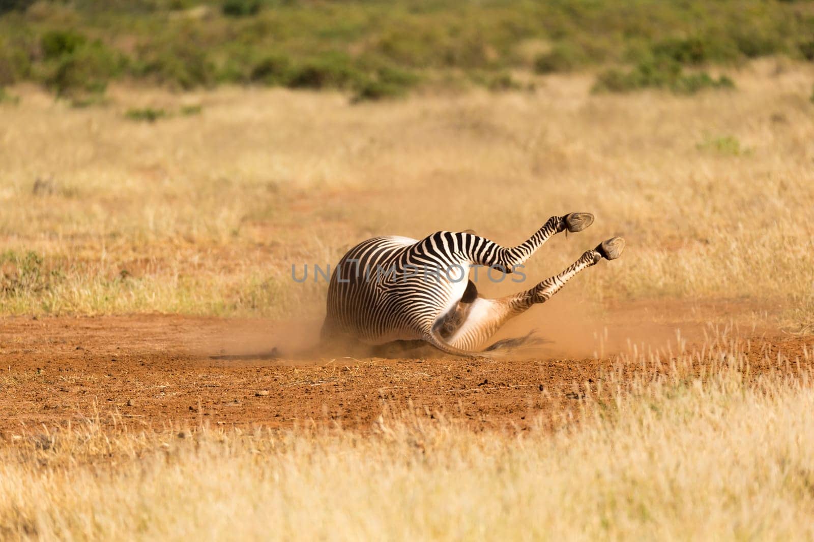 The Grevy Zebra lies on its back in the dust