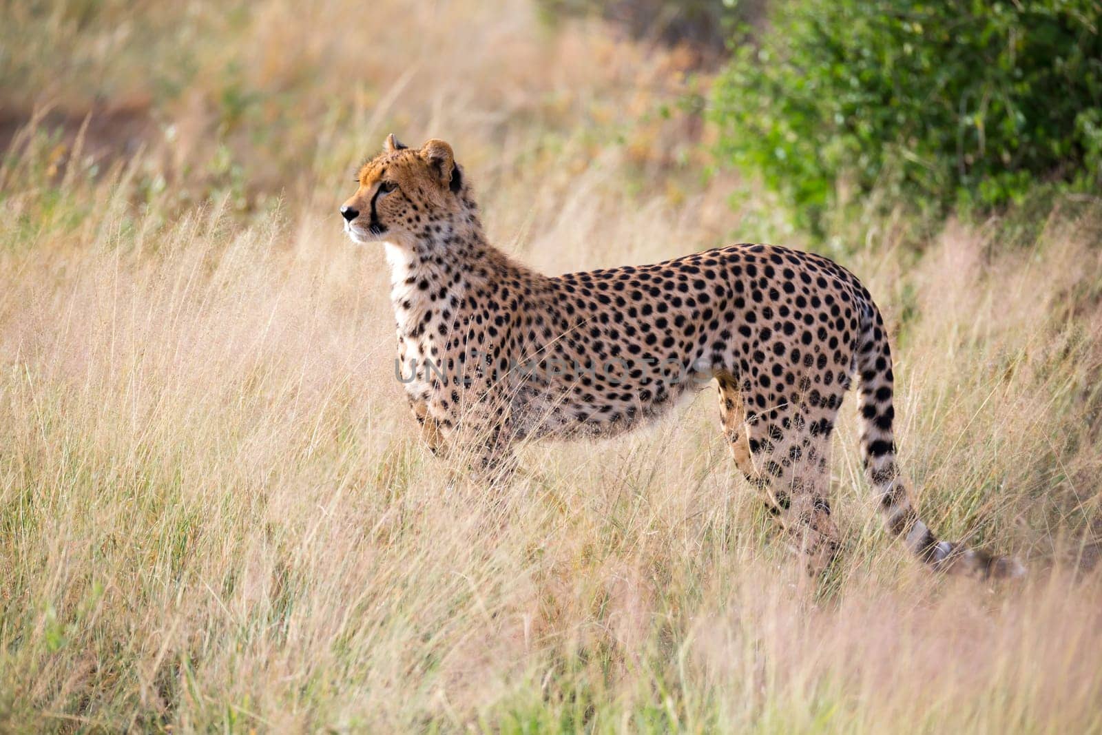One cheetah in the grass landscape between the bushes