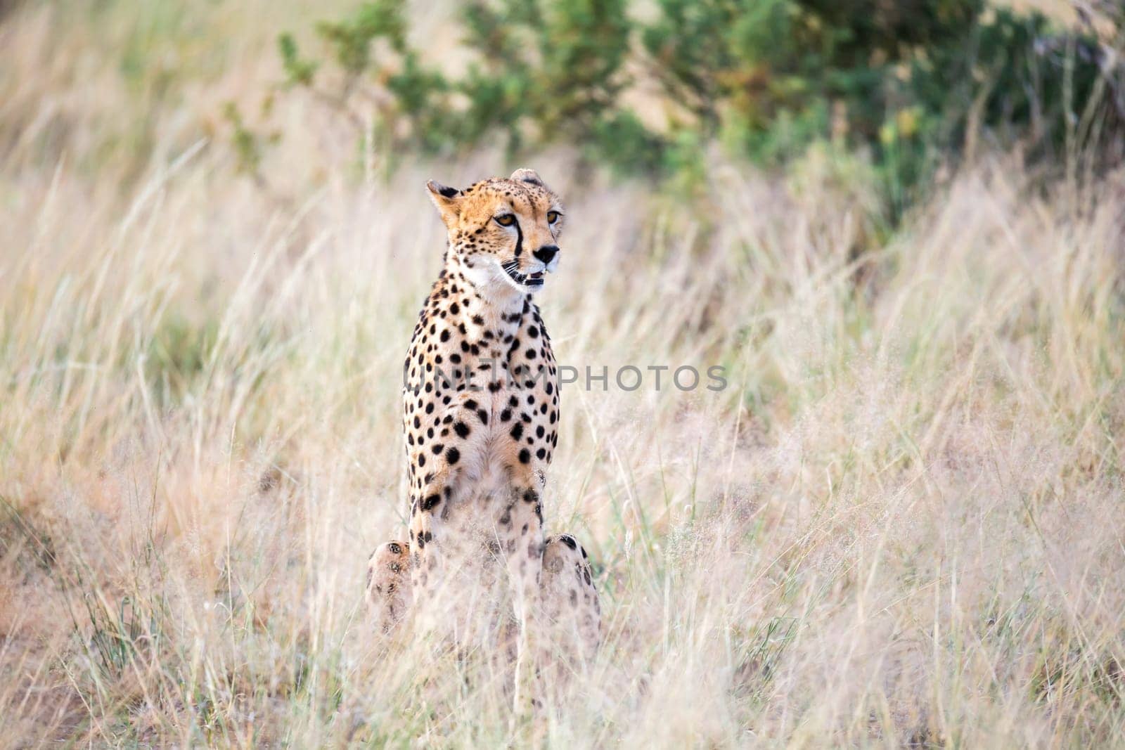 The cheetah sits in the savannah looking for prey