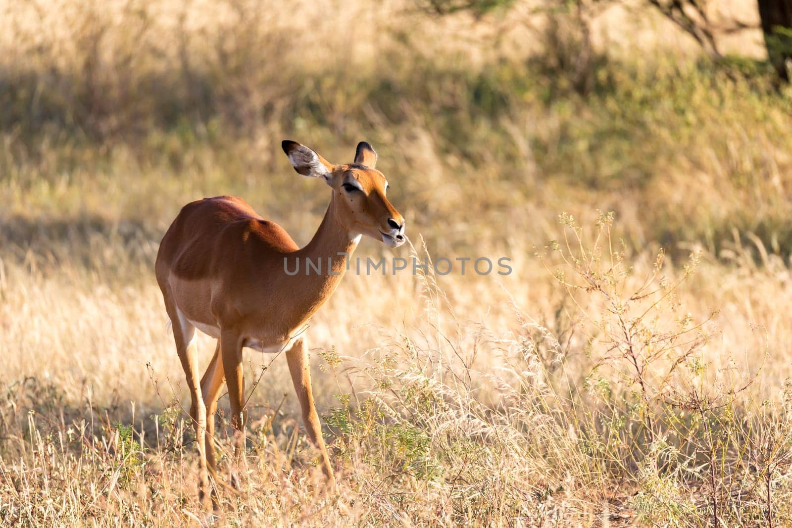 The portrait of an Impala antelope in the savannah of Kenya