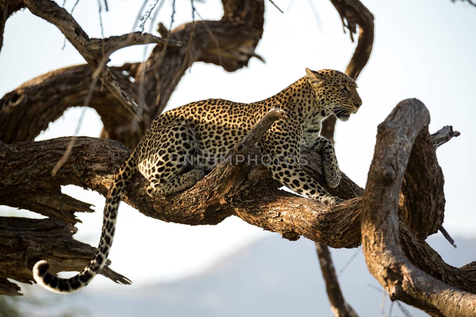 One leopard rests on the branch of a tree