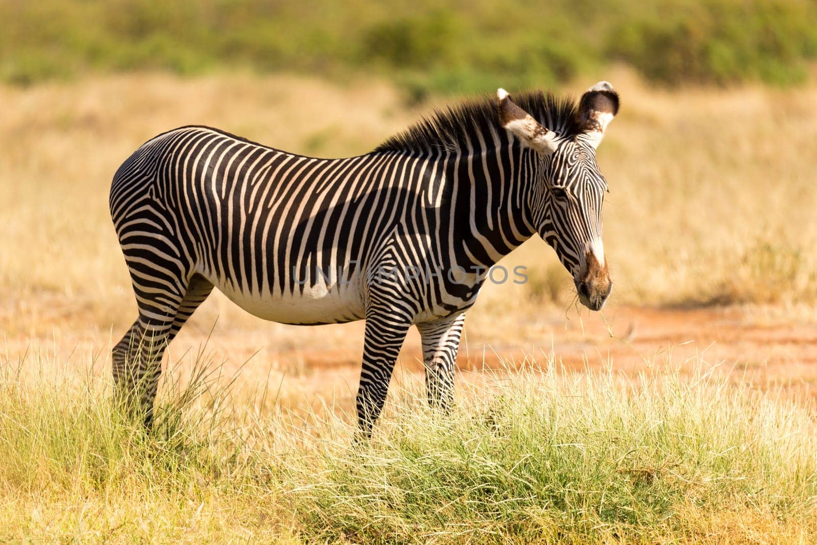The Grevy Zebra is grazing in the countryside of Samburu in Kenya