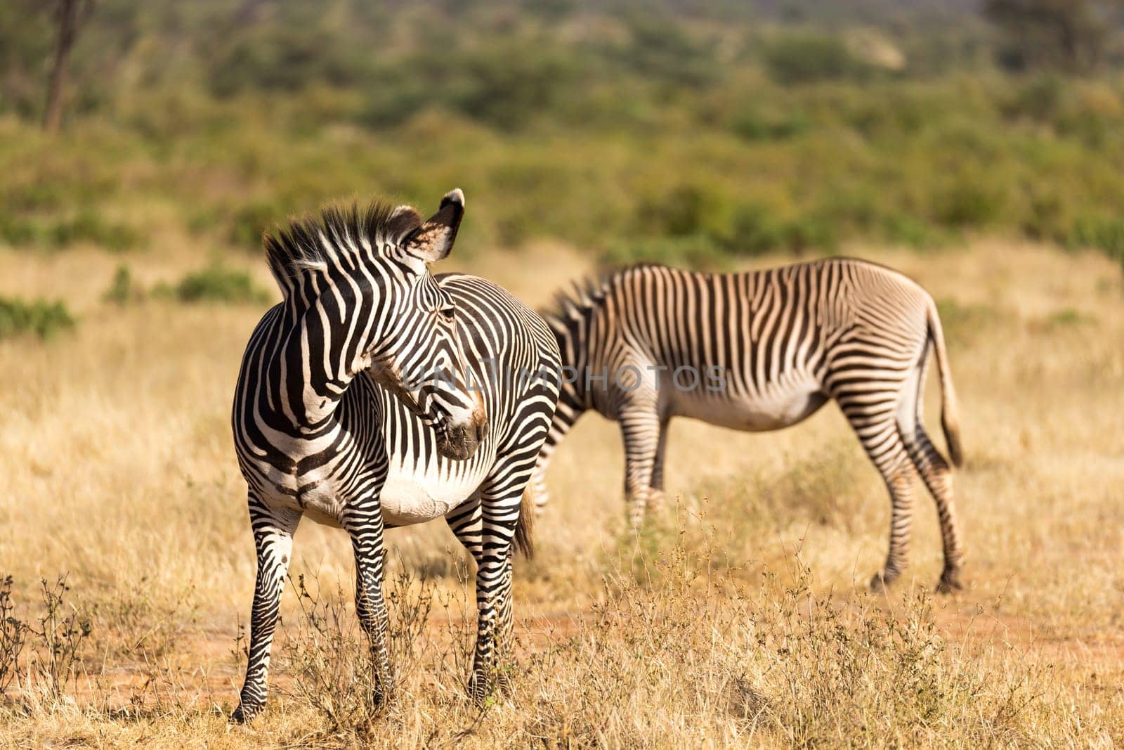 The Grevy Zebra is grazing in the countryside of Samburu in Kenya