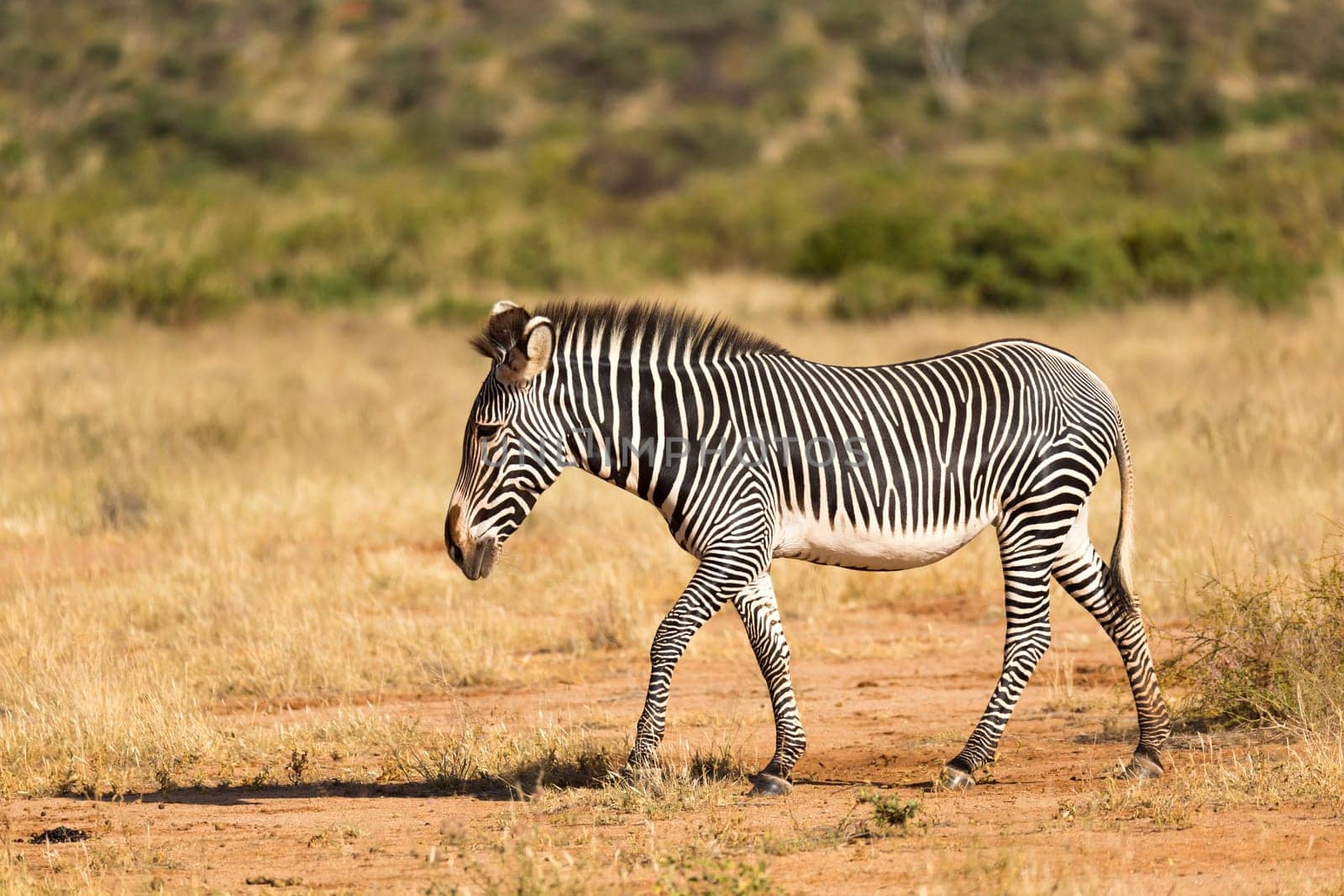 The Grevy Zebra is grazing in the countryside of Samburu in Kenya