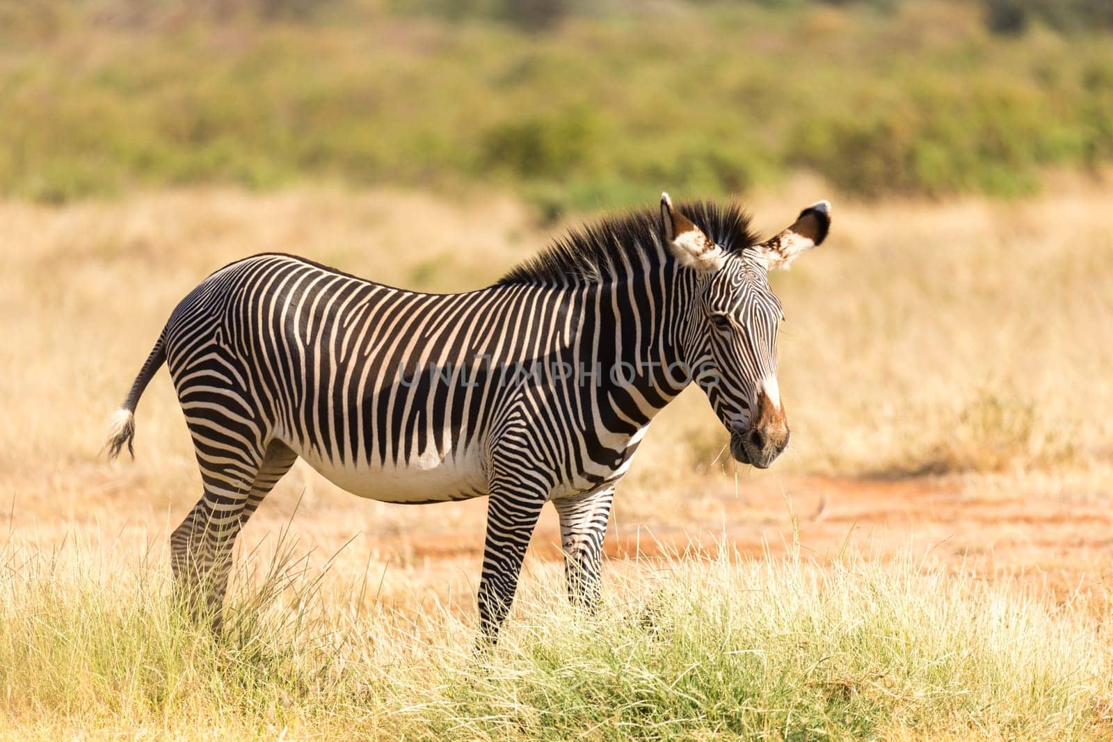 The Grevy Zebra is grazing in the countryside of Samburu in Kenya