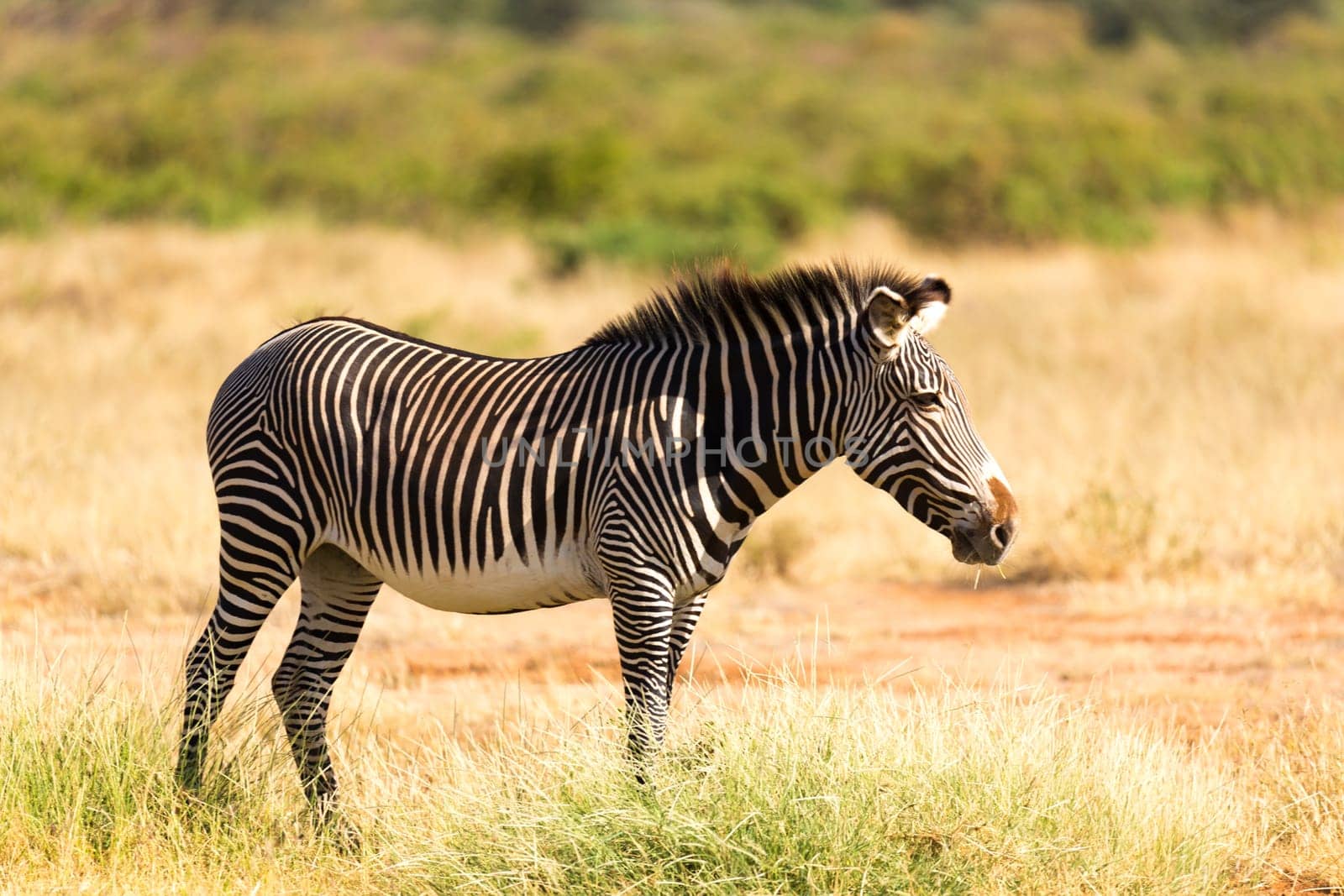 The Grevy Zebra is grazing in the countryside of Samburu in Kenya
