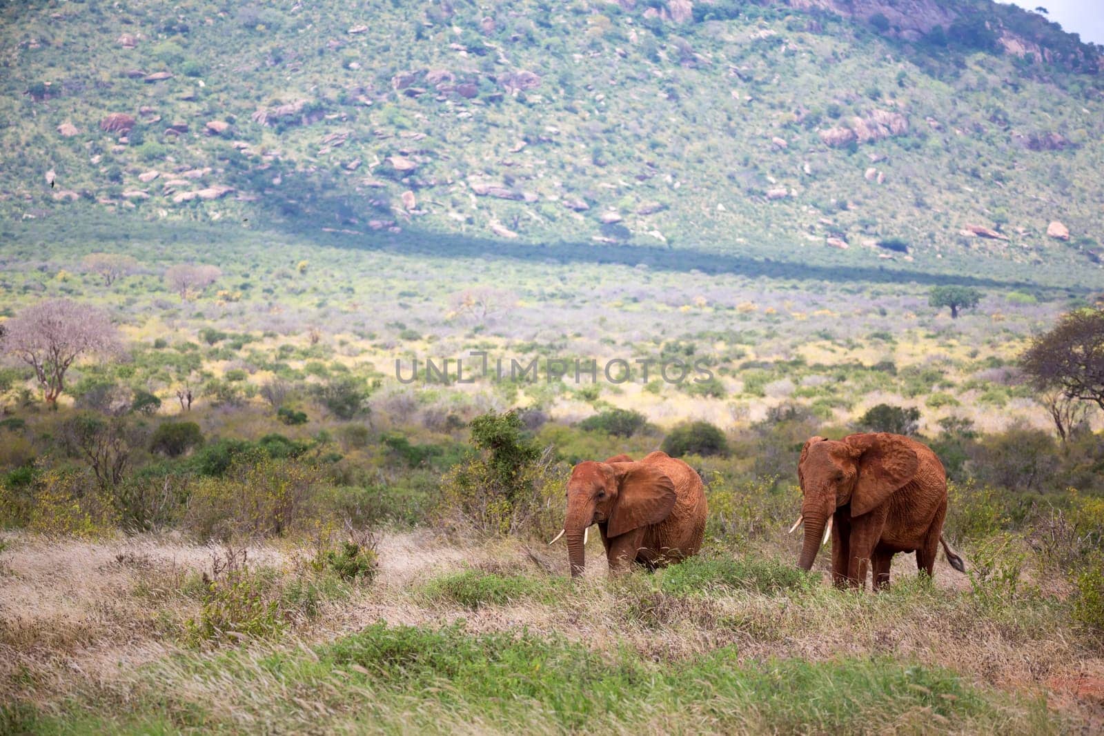 The family of red elephants on their trek through the savanna