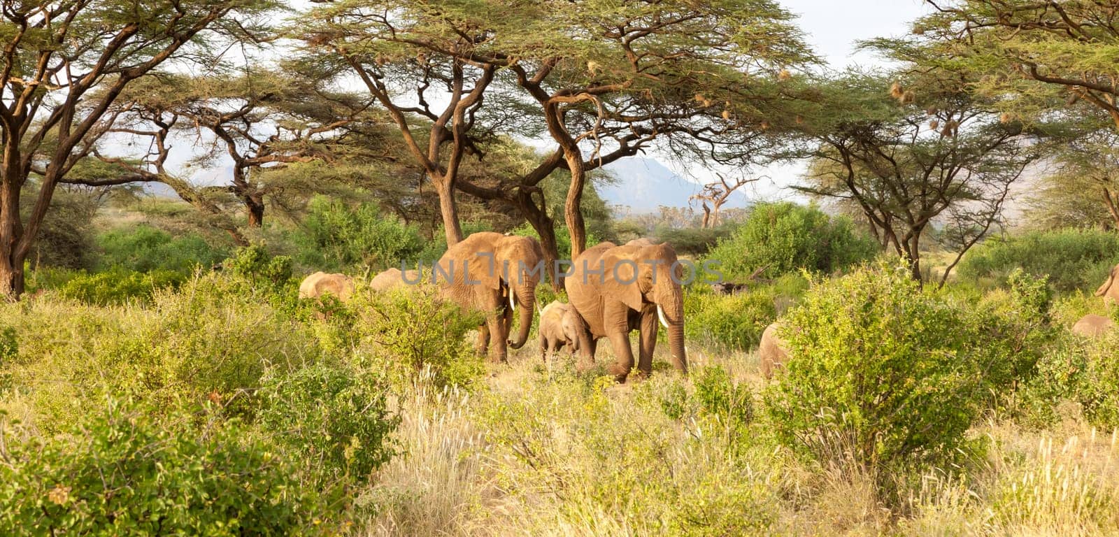 Some elephants walk through the jungle amidst a lot of bushes