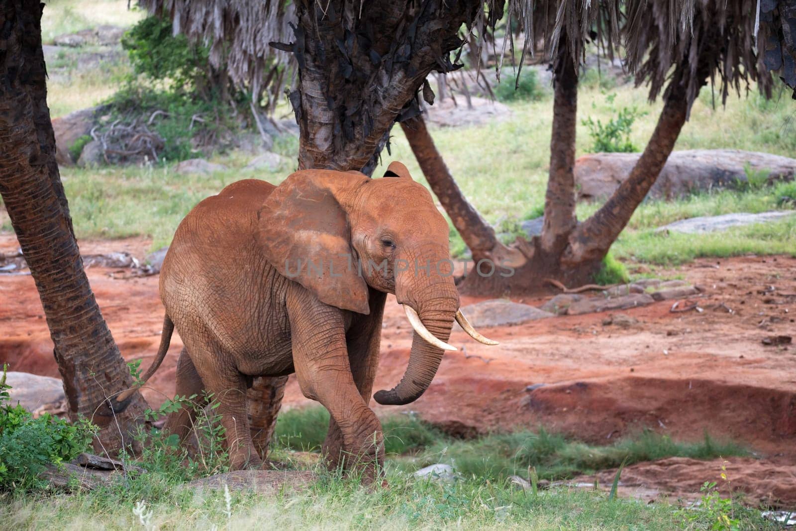 The red elephant walks among the palm trees and trees